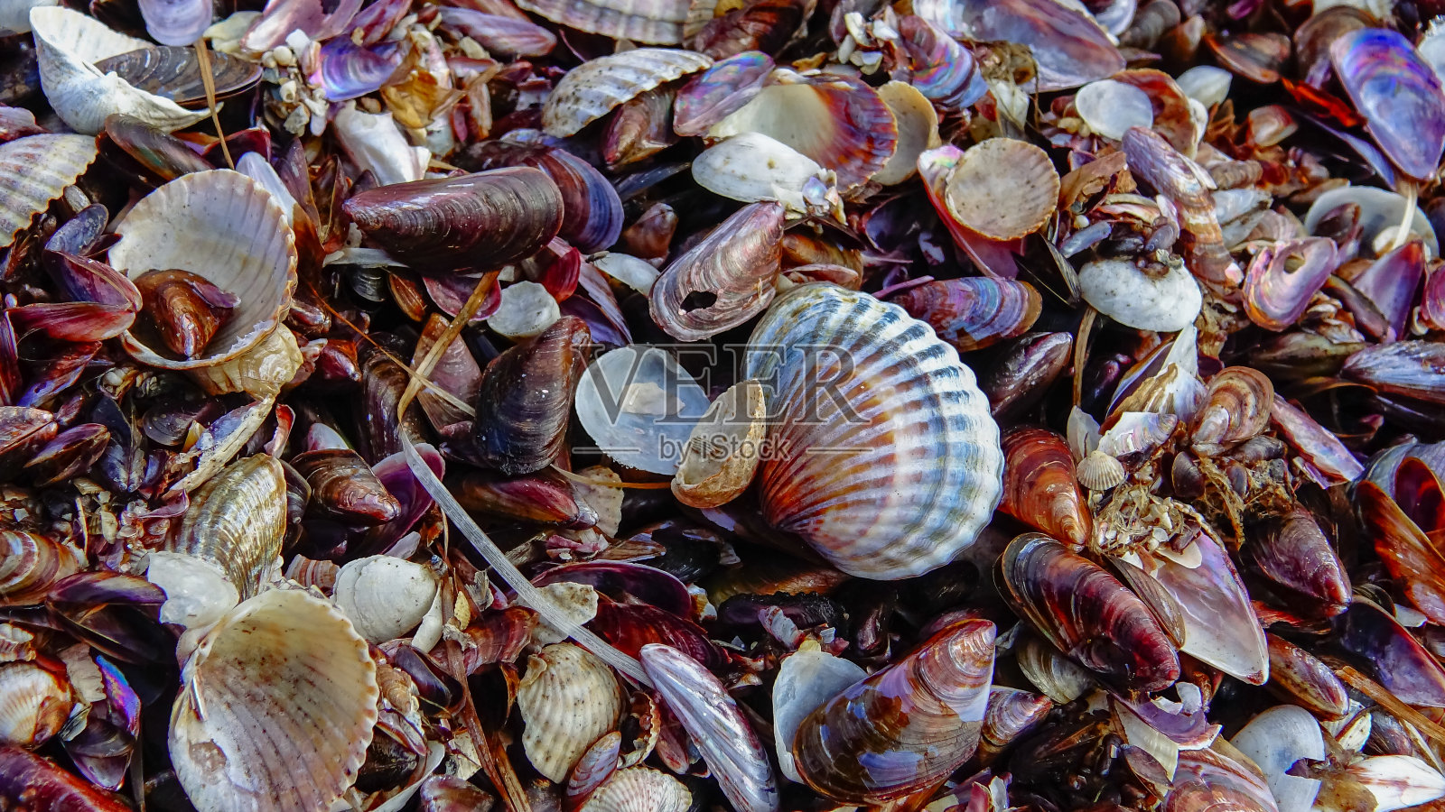 海生双壳类软体动物在暴雨排放物中的壳-单壳纲、壳壳纲、线壳纲照片摄影图片