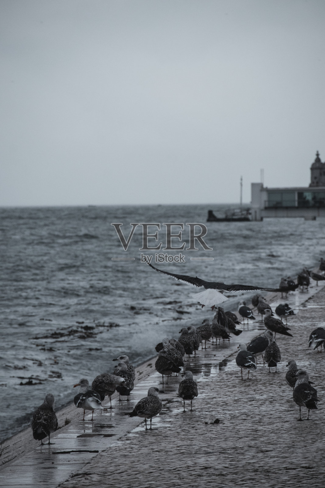 葡萄牙里斯本港口生活与野生动物照片摄影图片