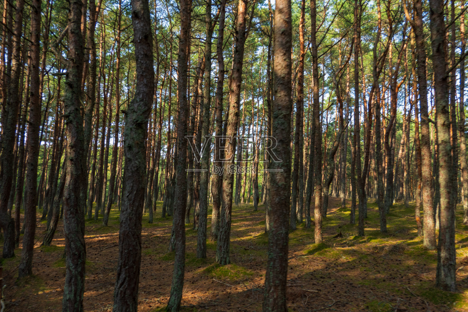 库尔斯湾的舞蹈森林,蜿蜒的松树创造了一条神秘的道路,照片摄影图片