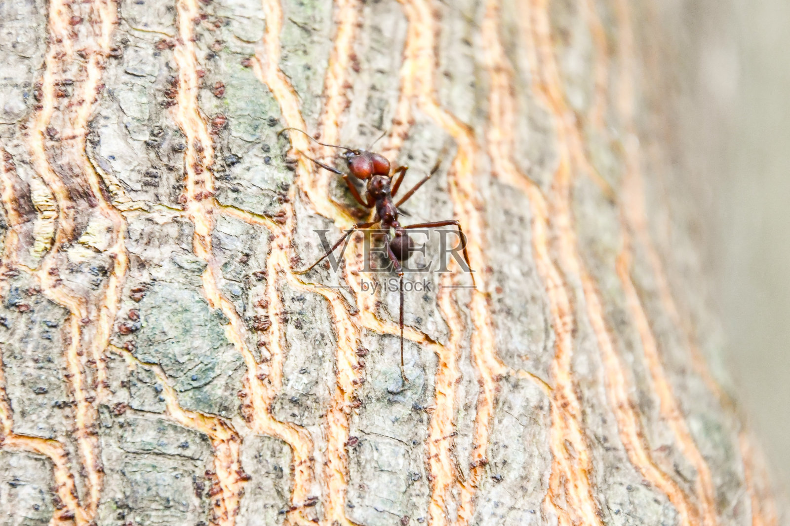 森林中的瀑布,照片作为背景照片摄影图片