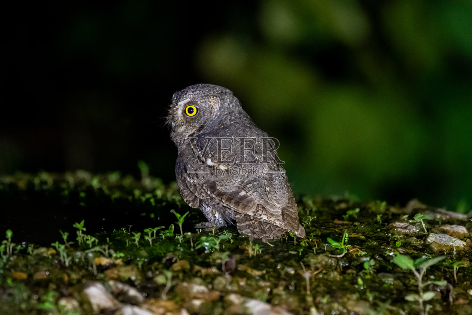 东方猫头鹰照片摄影图片