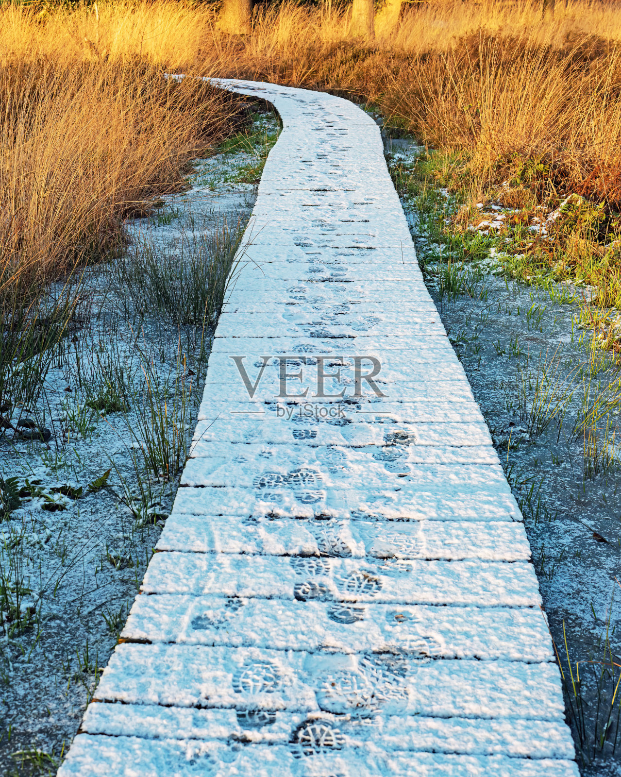 冬日阳光明媚的一天,自然保护区的木板路被雪覆盖。照片摄影图片