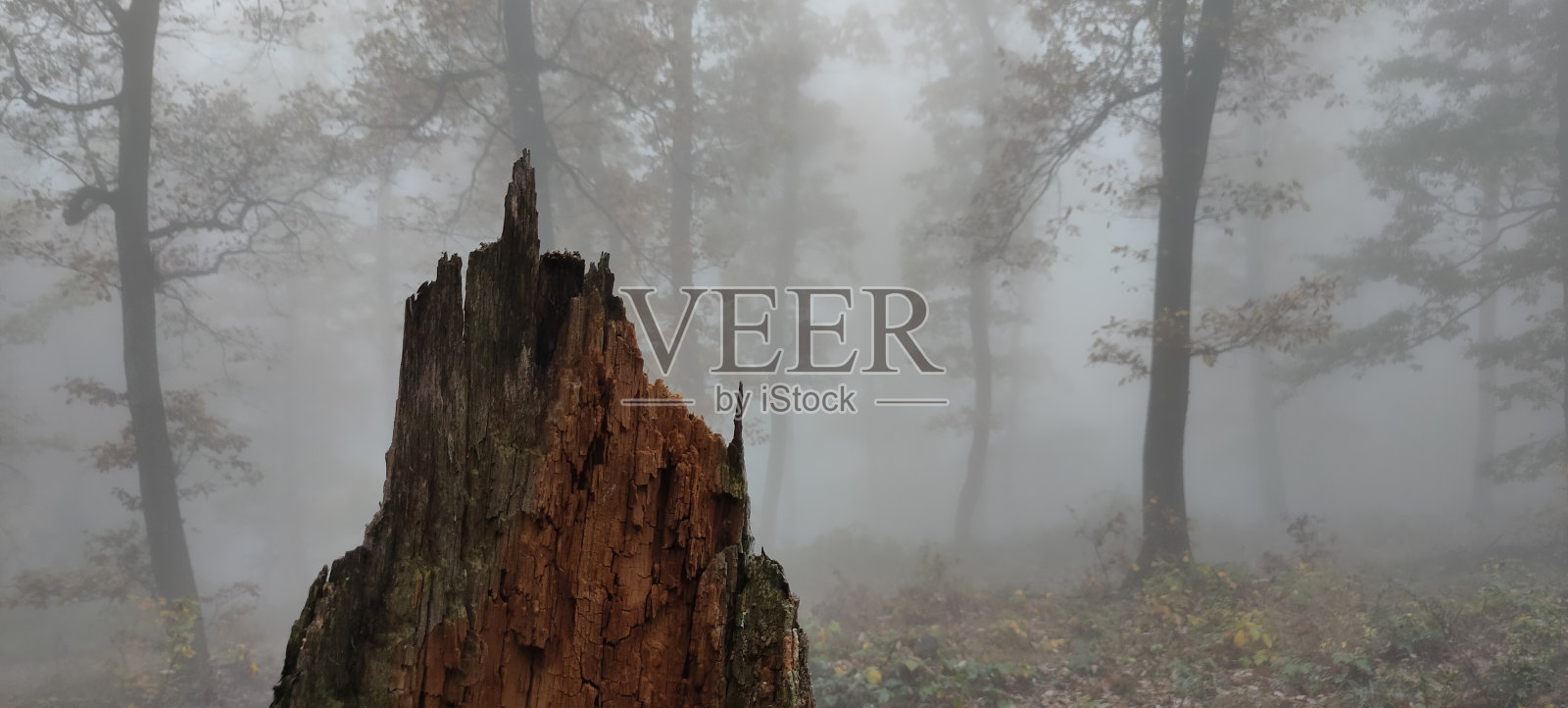 多雾森林中的一个树桩照片摄影图片