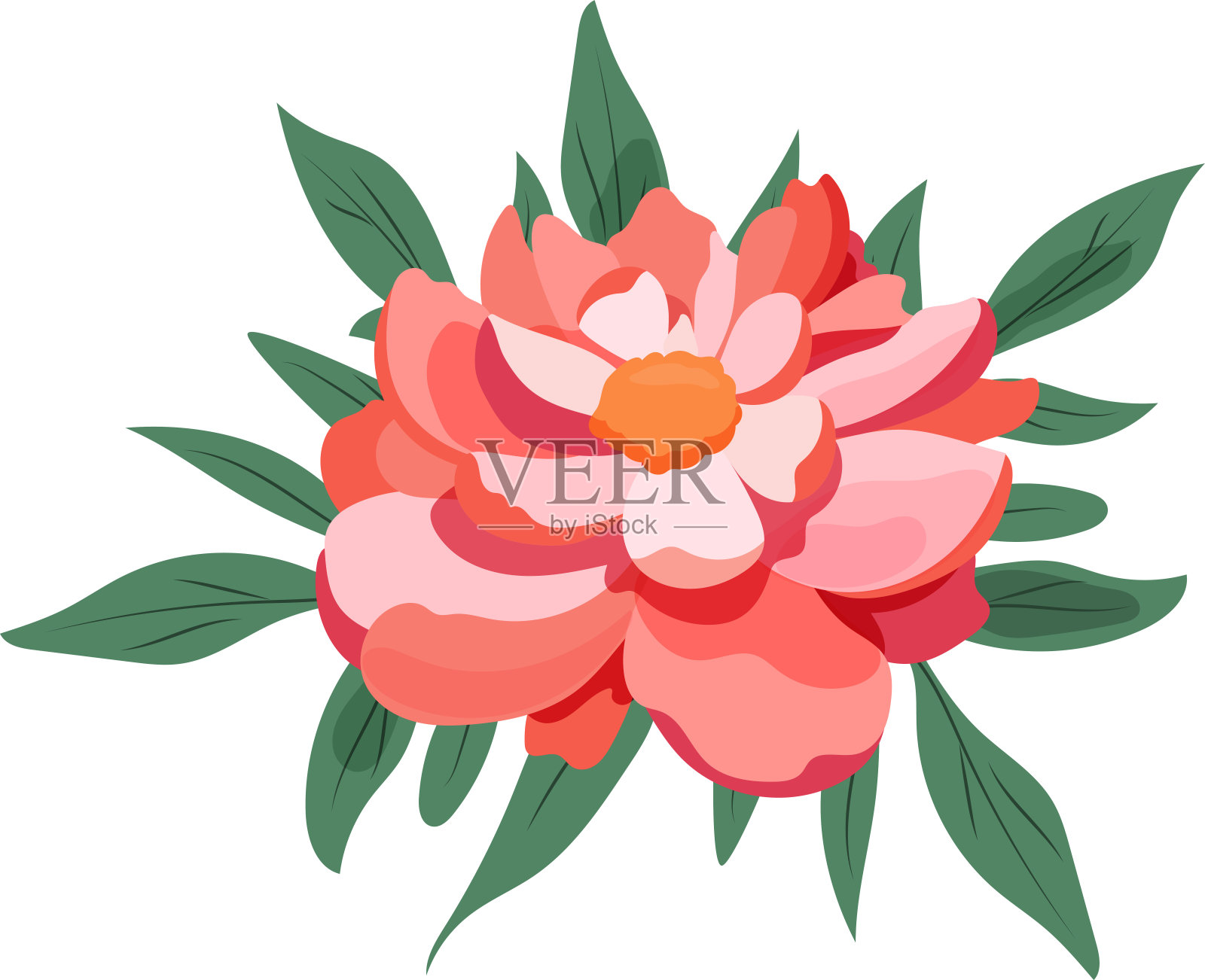 珊瑚魅力粉红牡丹花与树叶,植物矢量插图插画图片素材