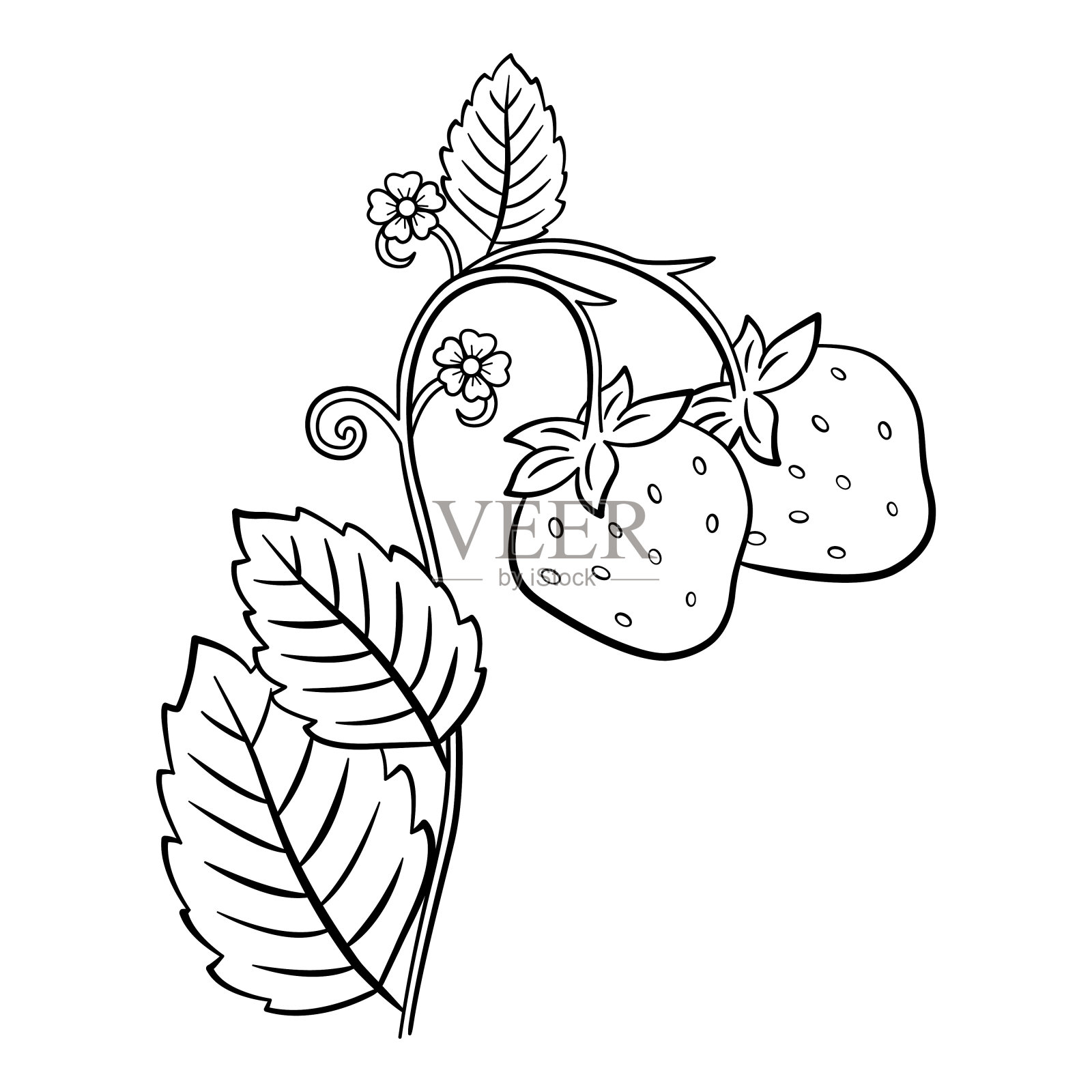 野生草莓涂色页。森林成熟的浆果。草莓花和绿叶。矢量图插画图片素材