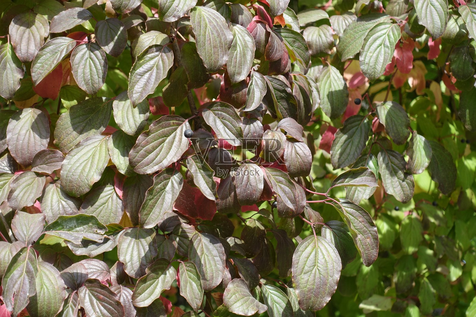 九月中旬山茱萸叶上的黑莓照片摄影图片