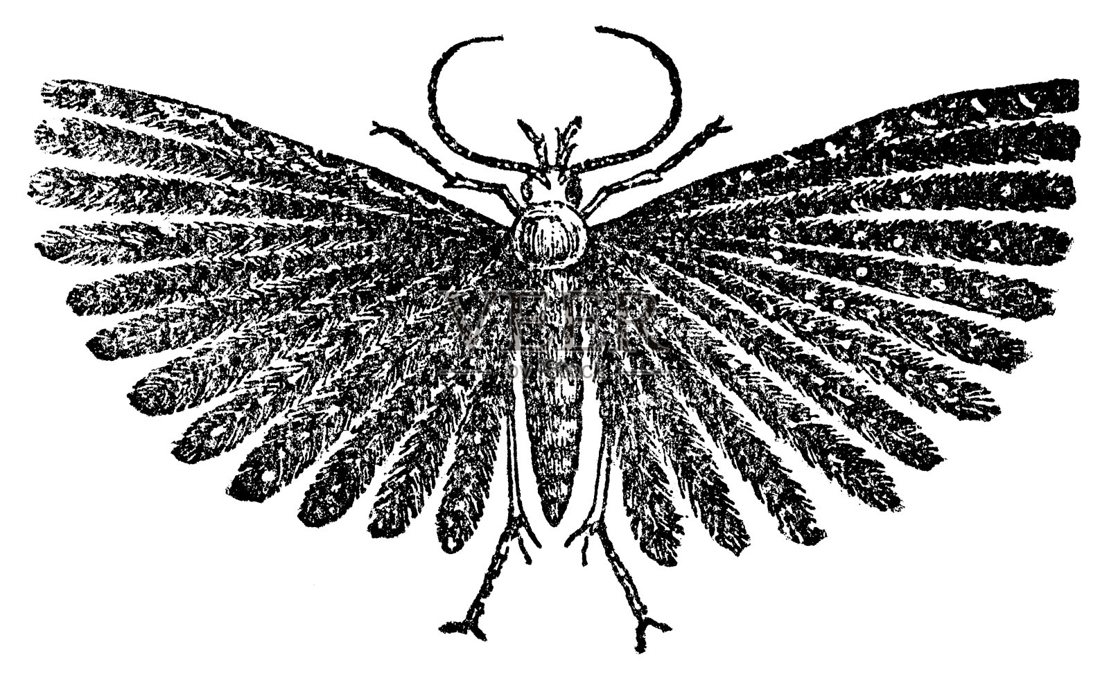 羽蛾昆虫(Alucita Hexadactyla) - 19世纪插画图片素材