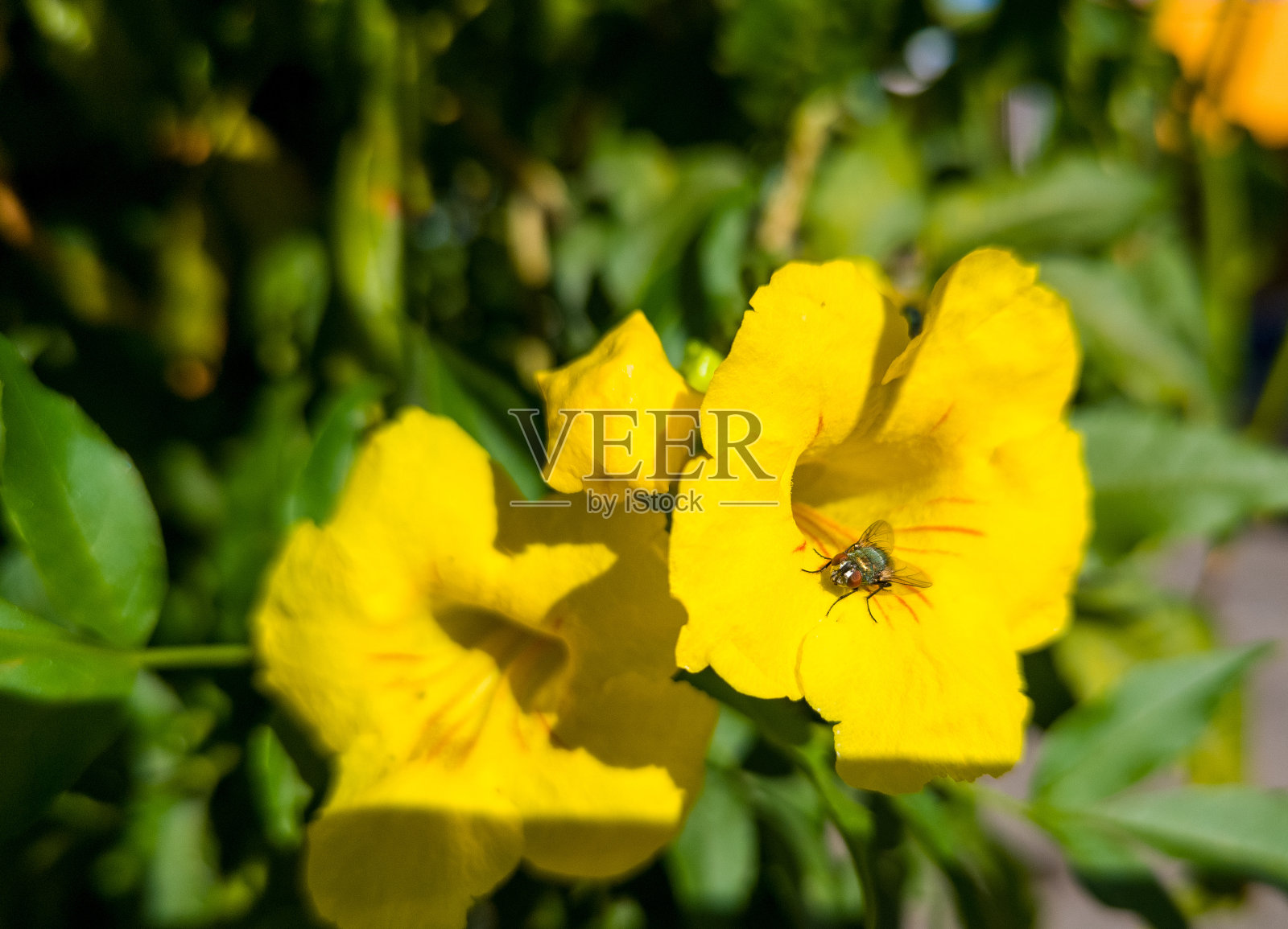在黄花上飞翔照片摄影图片