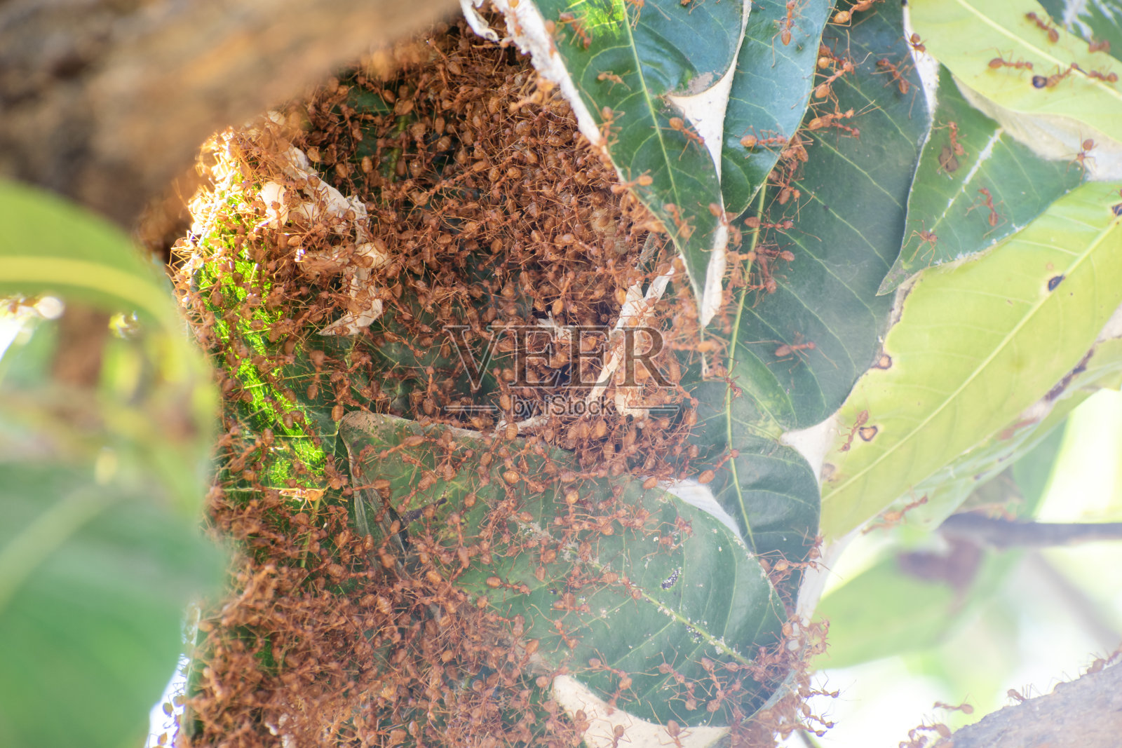 红火蚁筑巢。芒果树上有树叶的蚂蚁窝。照片摄影图片