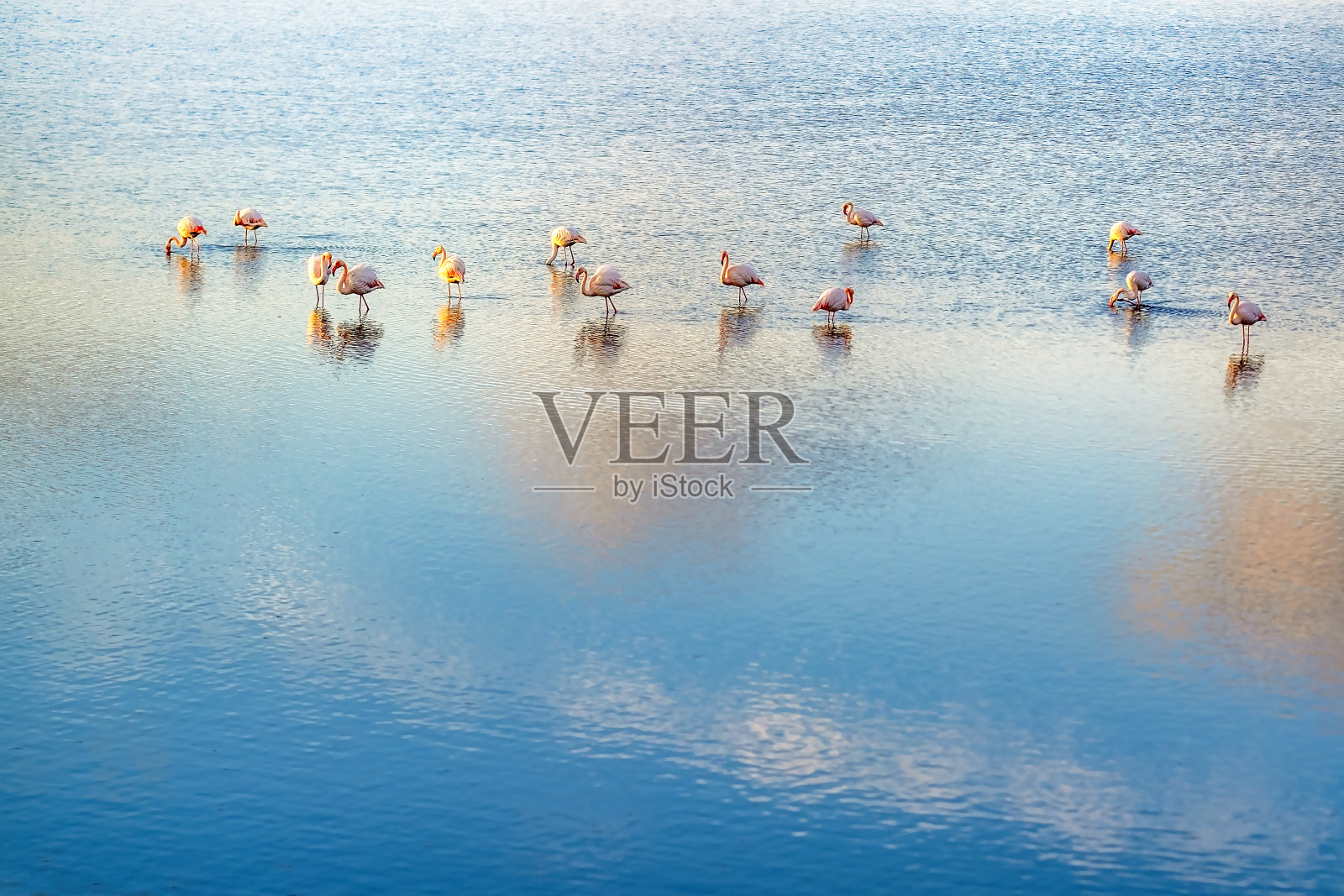 塞萨洛尼基卡洛霍里泻湖的火烈鸟,金色的日落照片摄影图片