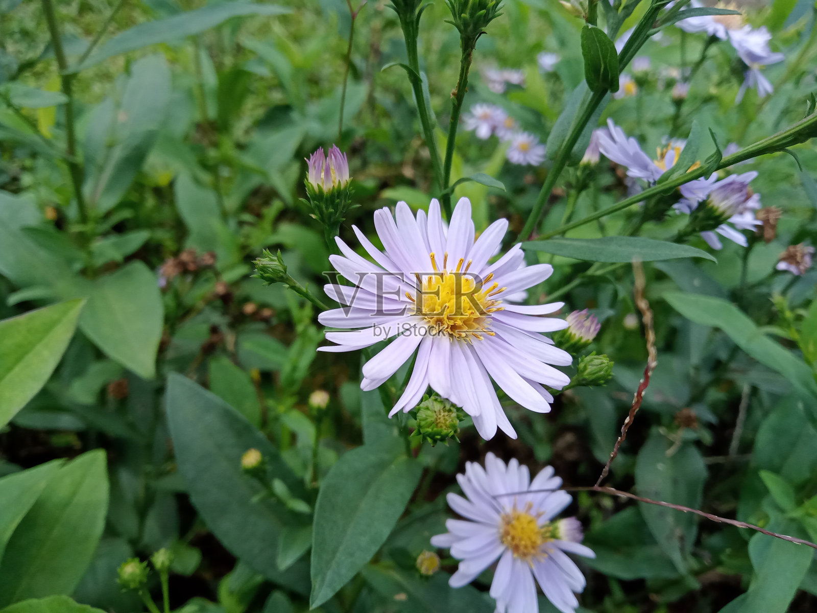 紫色的花照片摄影图片
