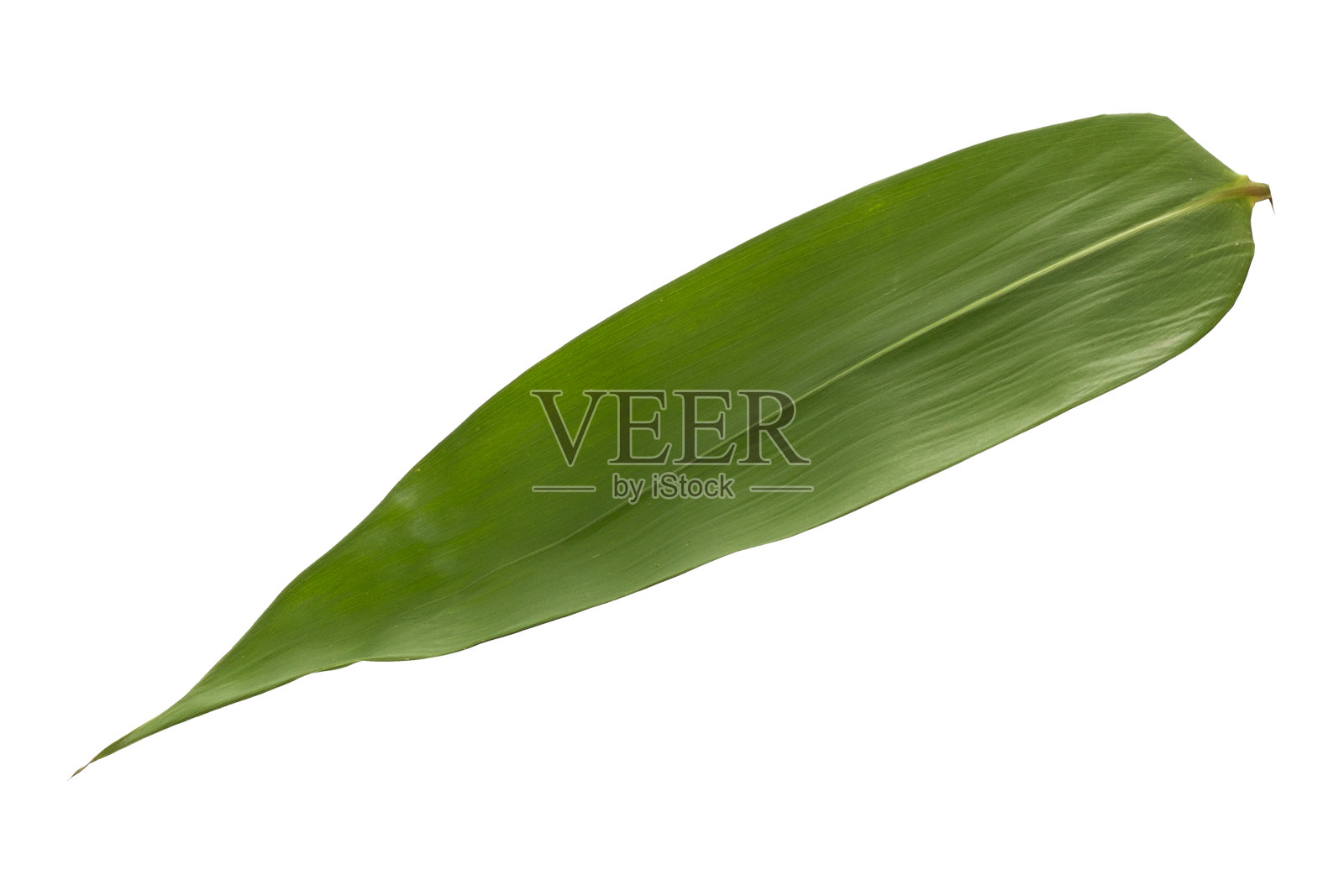 孤立在白色背景上的竹叶。包括剪辑路径。照片摄影图片