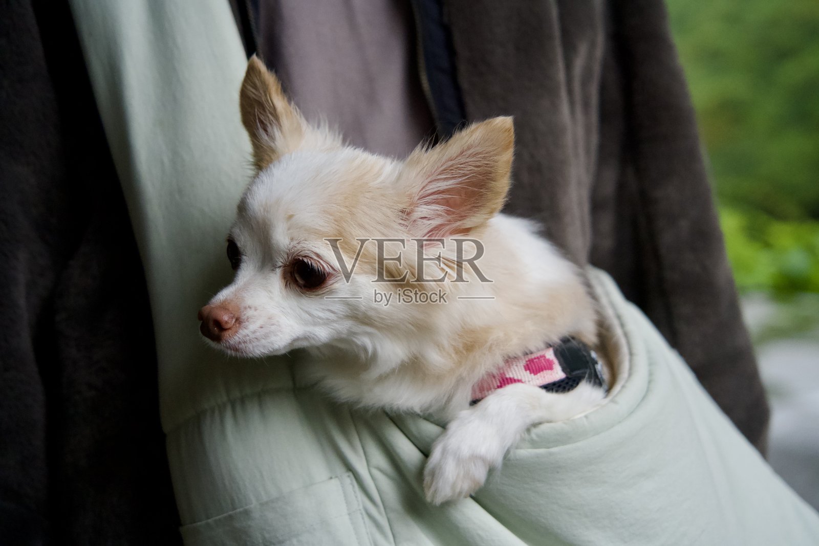 一只装在斜袋里的吉娃娃照片摄影图片