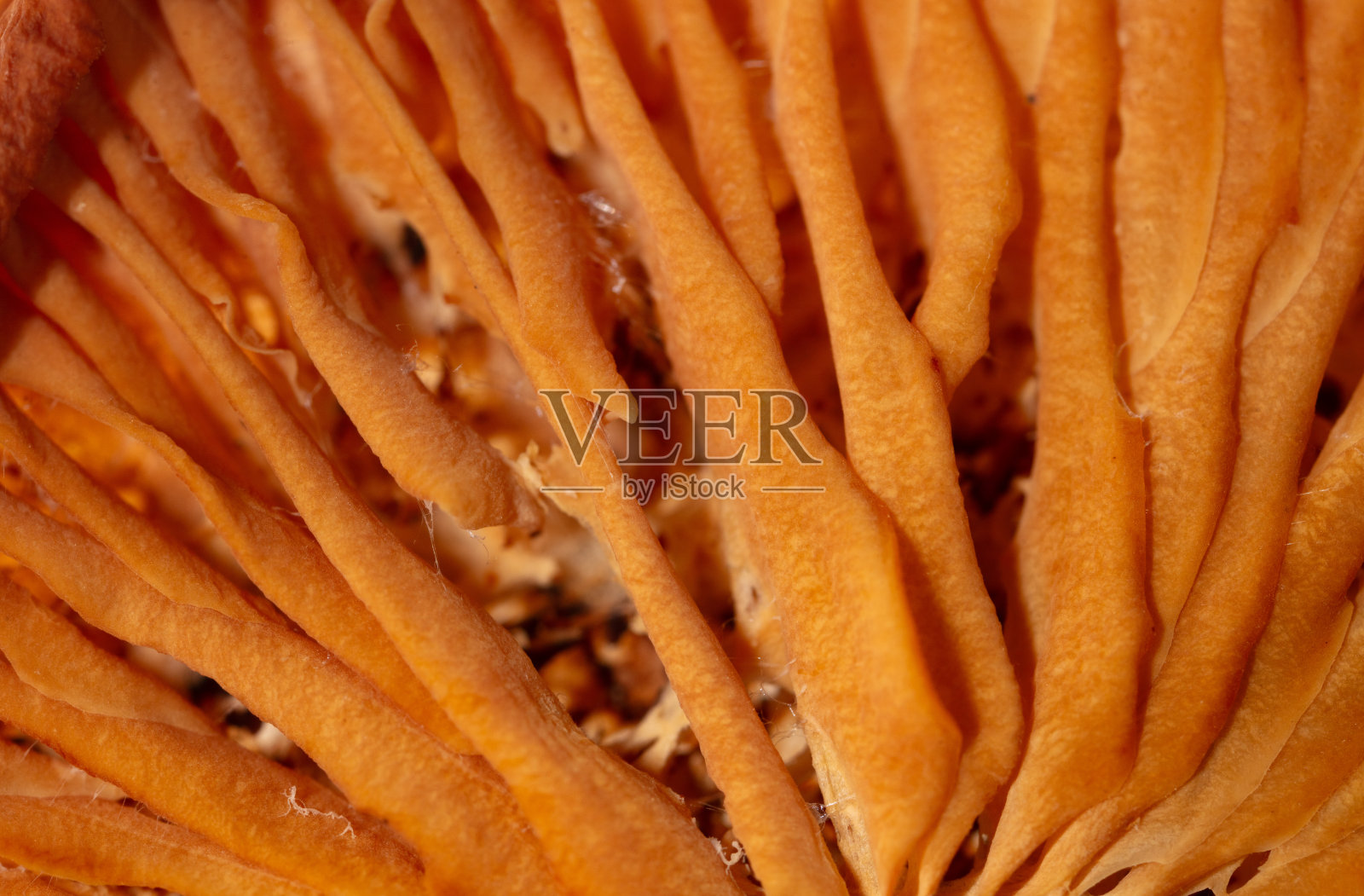 干蘑菇的特写作为背景。宏照片摄影图片