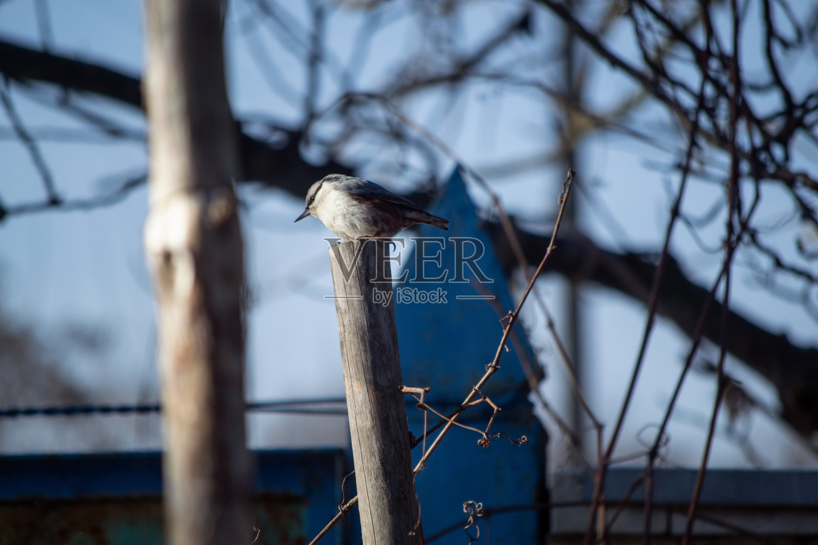 小麻雀照片摄影图片