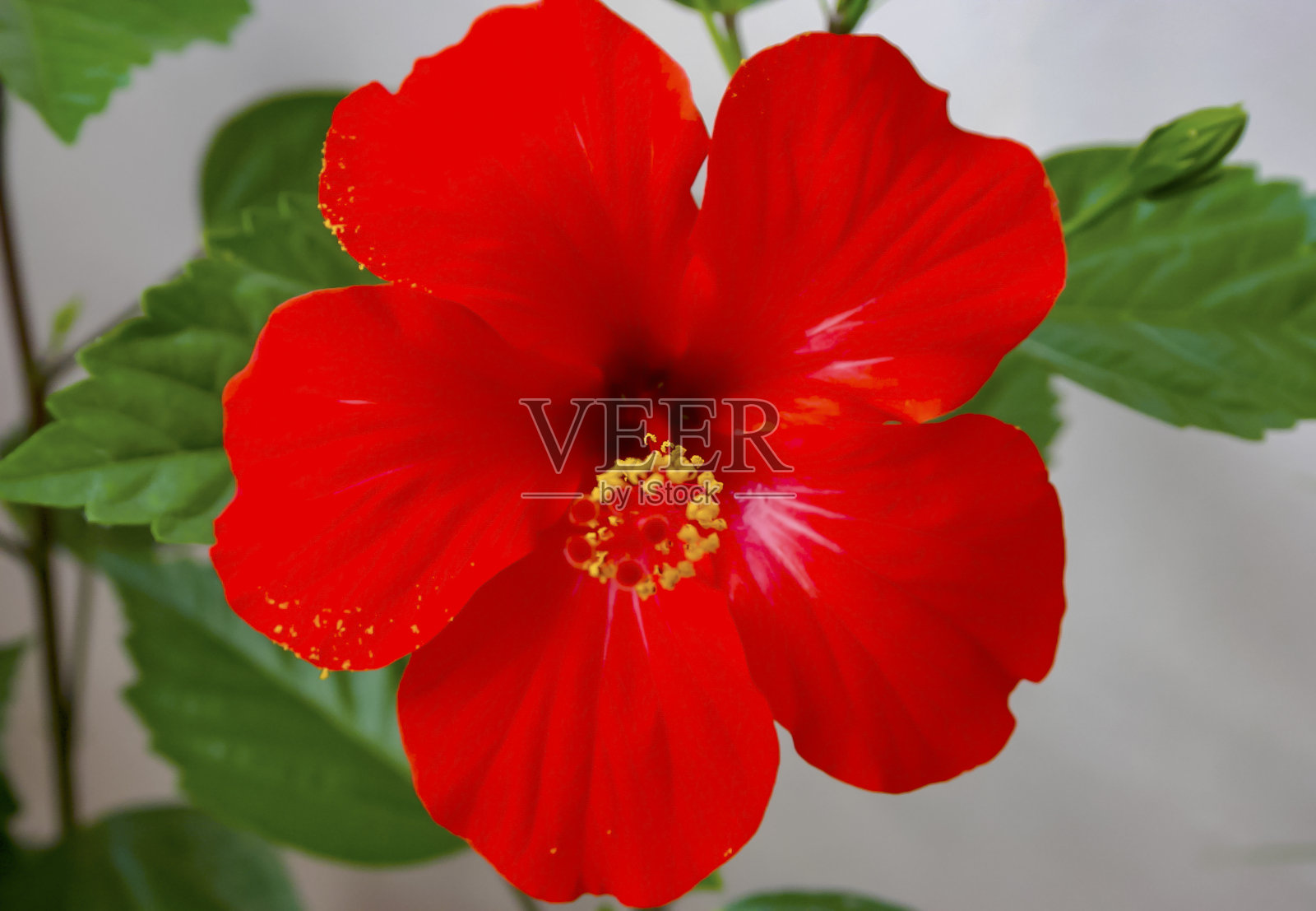 (芙蓉玫瑰)红色的中国芙蓉,种植在花盆里照片摄影图片