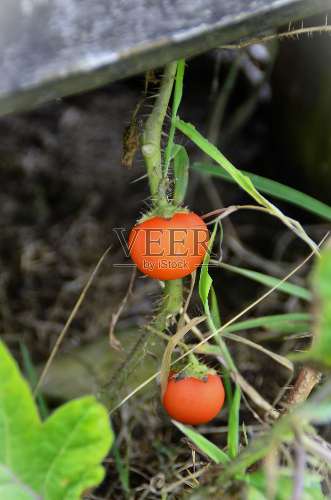 海岸上成熟的龙葵果实照片摄影图片