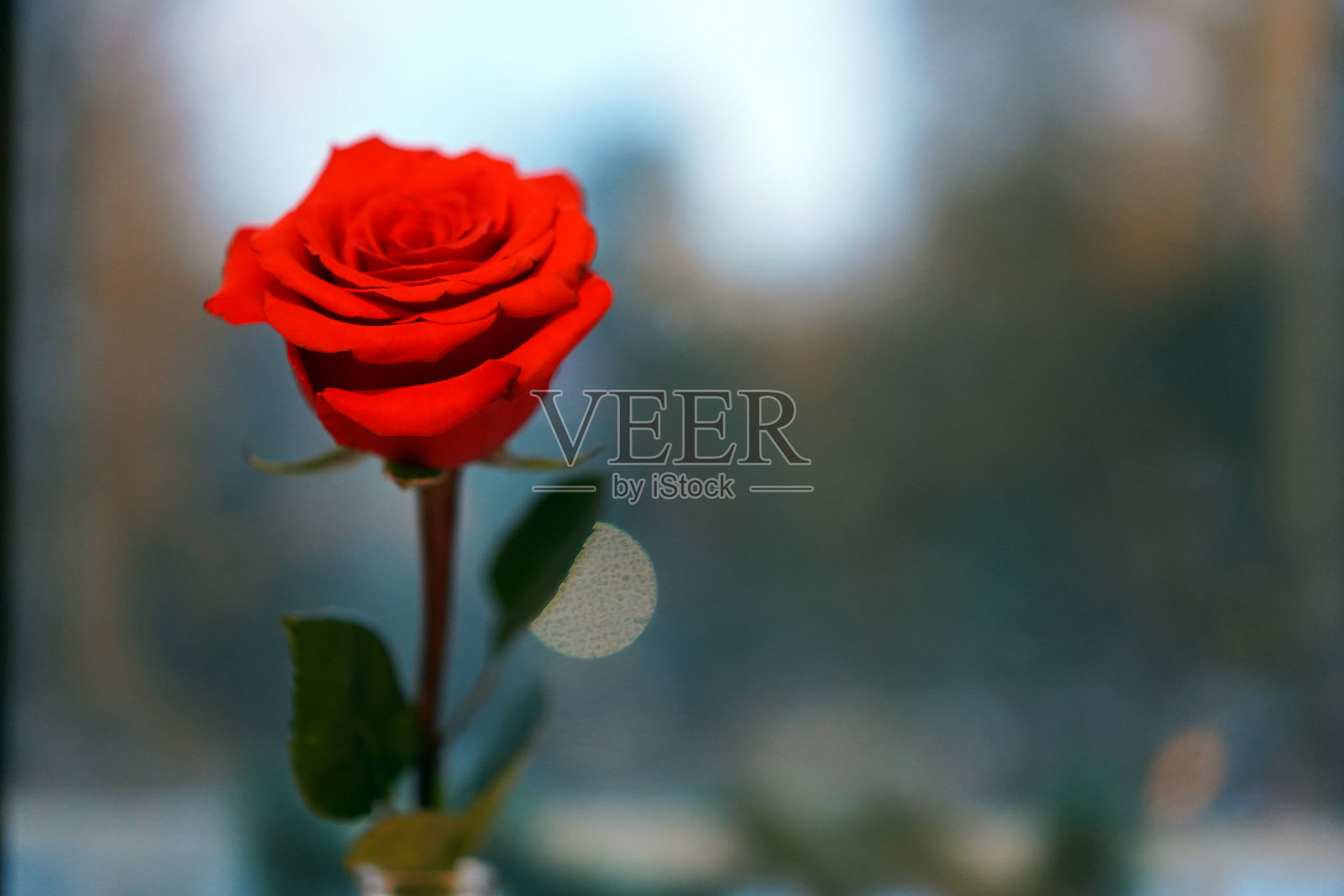 灰窗背景上的红玫瑰。近距离照片摄影图片