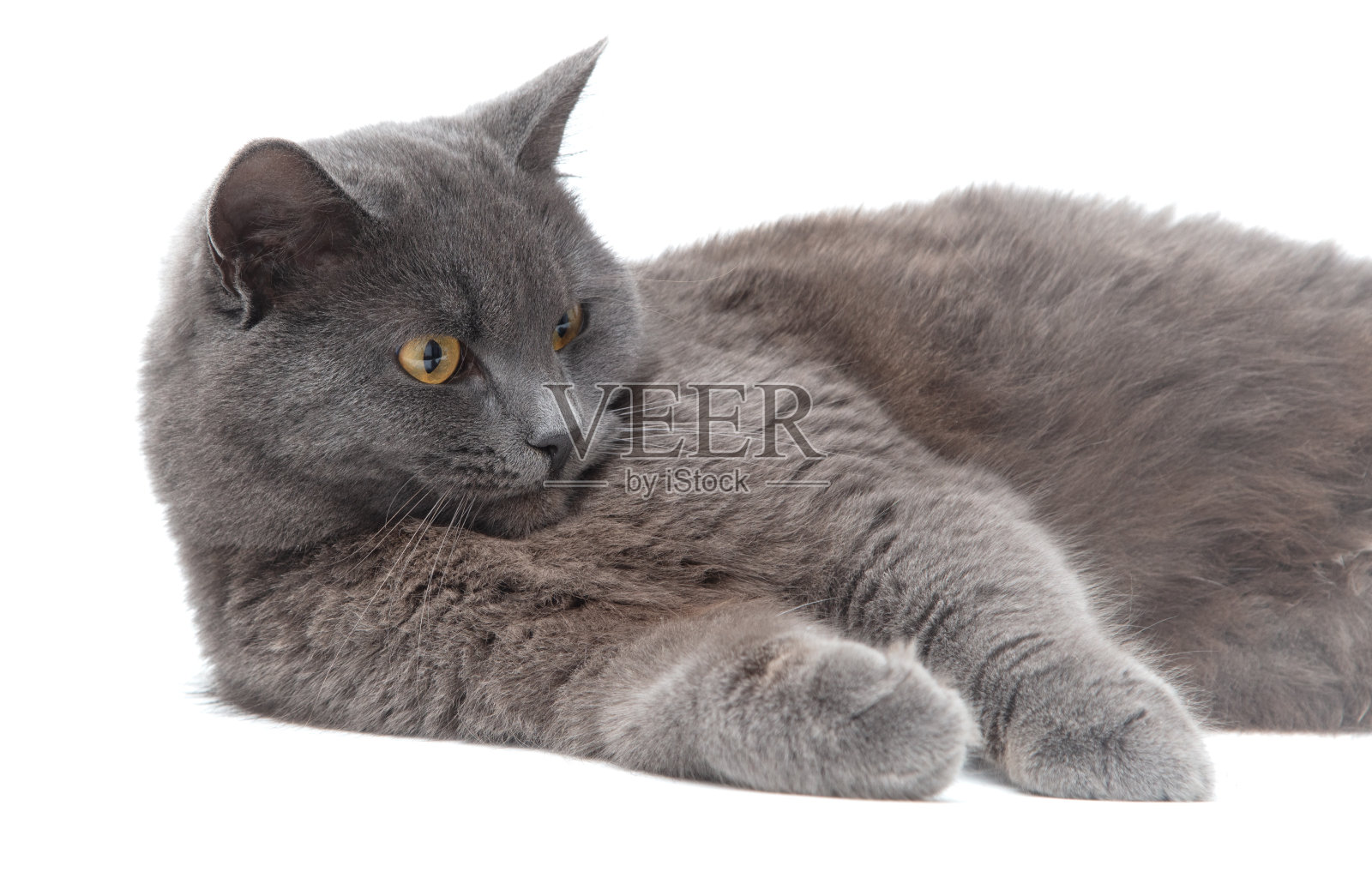 灰猫躺在白底上照片摄影图片