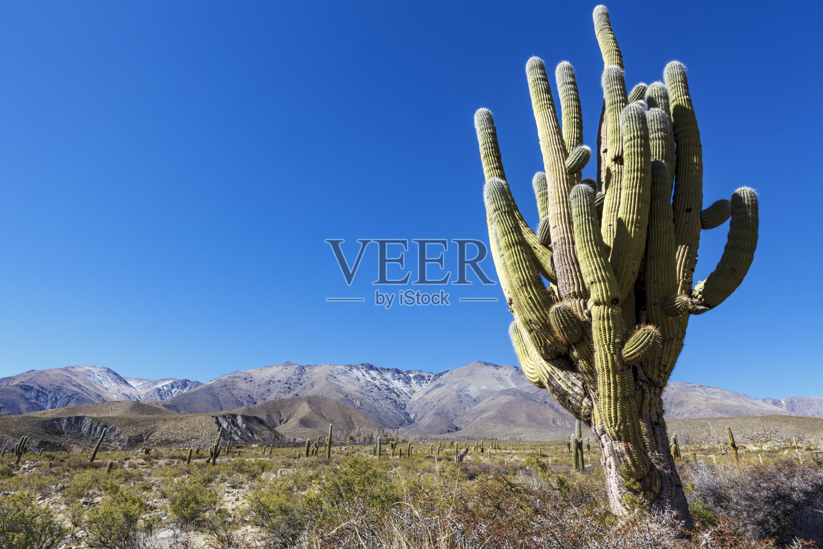 在阿根廷图库曼,南美洲的阿迈查德尔山谷附近的一种仙人掌照片摄影图片