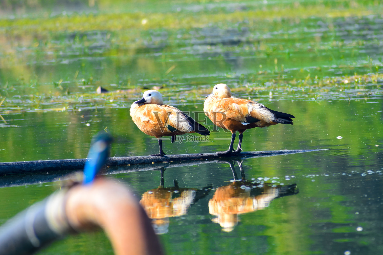 红鸭(Tadorna ferruginea),在印度被称为婆罗门鸭,是鸭科的一员。照片摄影图片