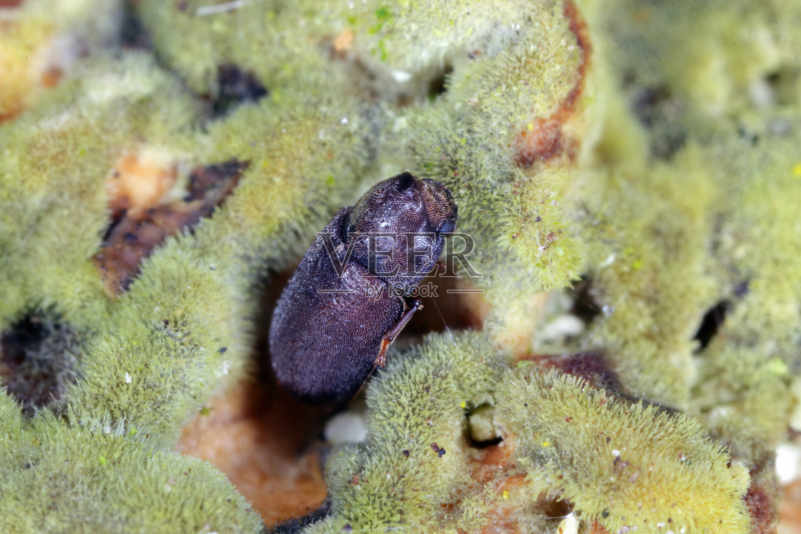 支架真菌内的Cis boleti甲虫。微小的树真菌甲虫与一种多孔支架真菌一起挖洞照片摄影图片