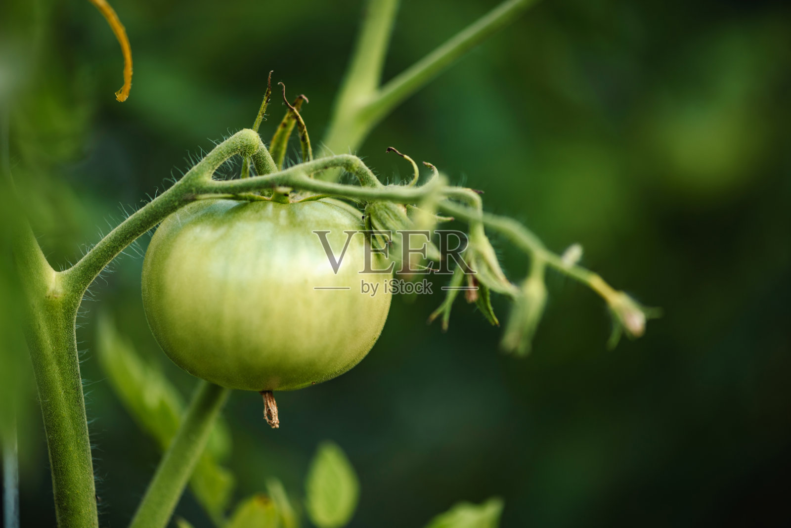 枝上有未成熟的绿色番茄照片摄影图片