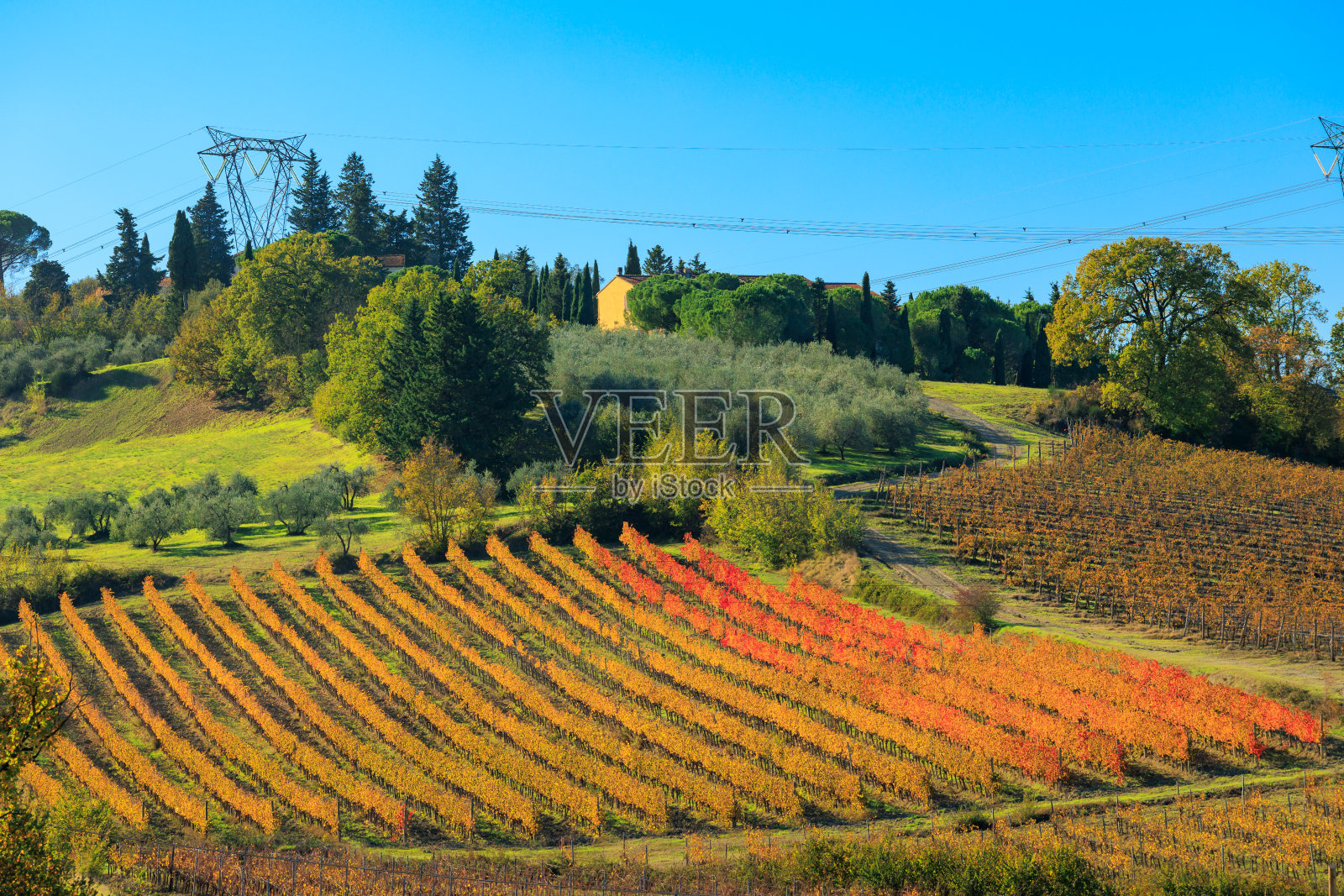 秋天的托斯卡纳葡萄园照片摄影图片