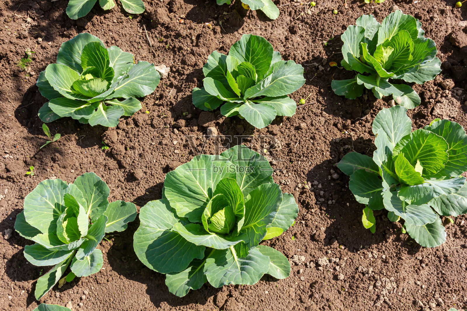 小白菜在菜畦上发芽照片摄影图片