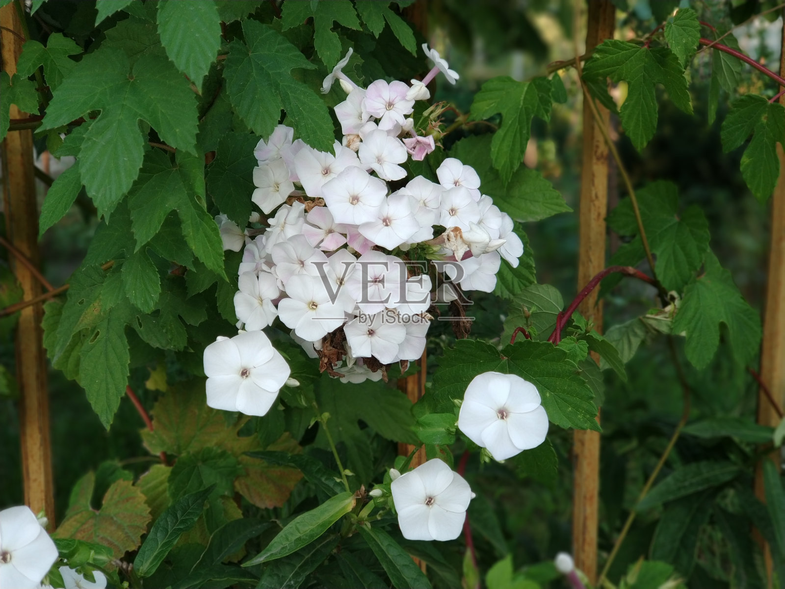 白色美丽的花朵绽放照片摄影图片