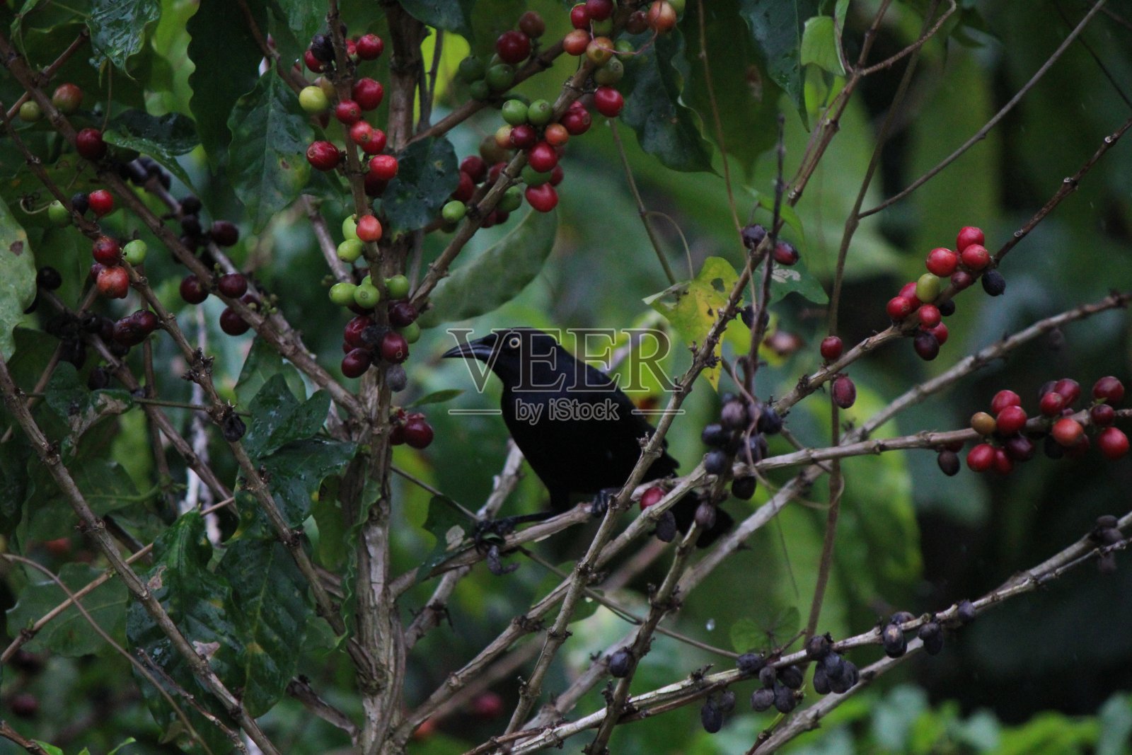 Chango照片摄影图片