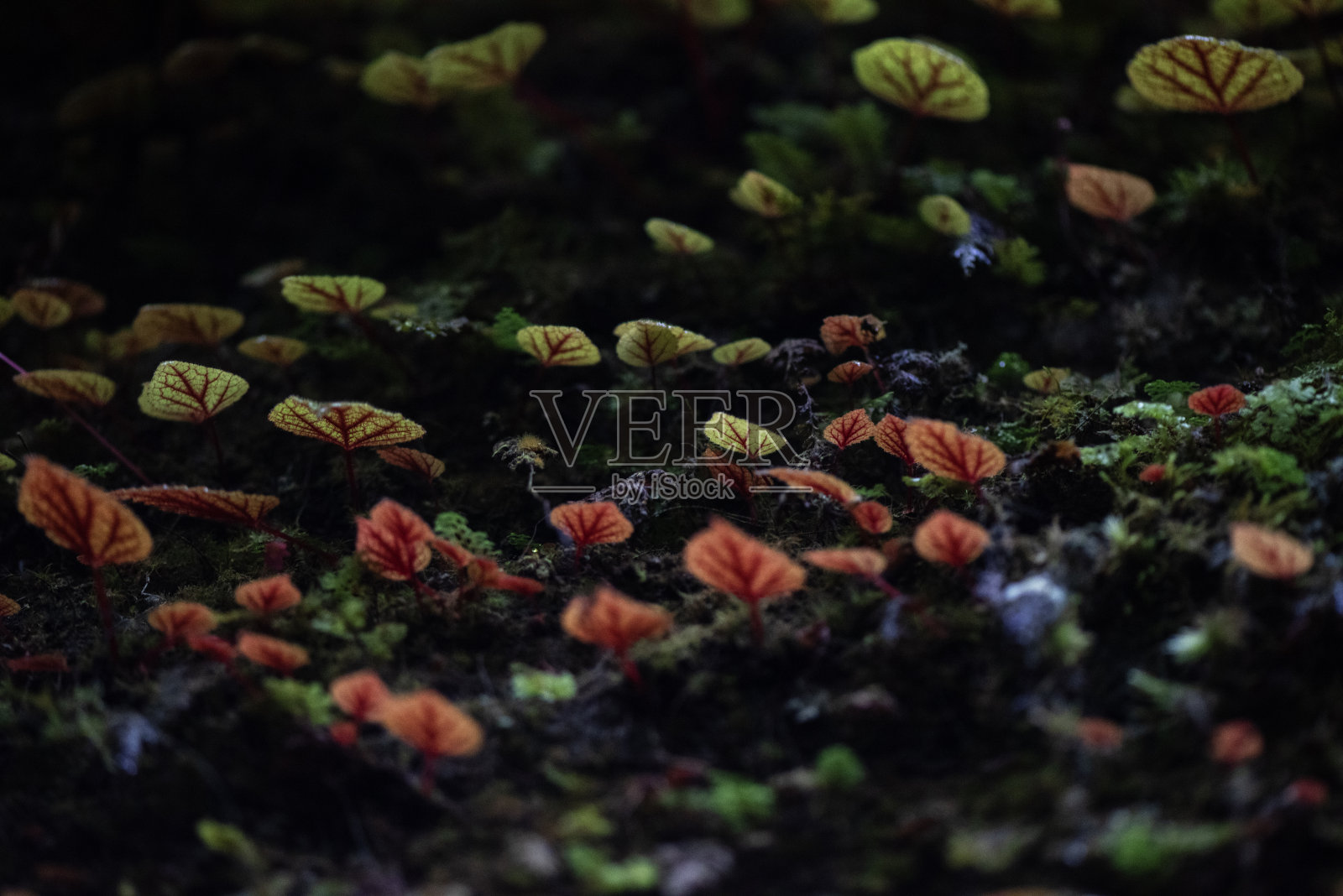 海棠,又称铁十字海棠,是海棠科的一种植物照片摄影图片