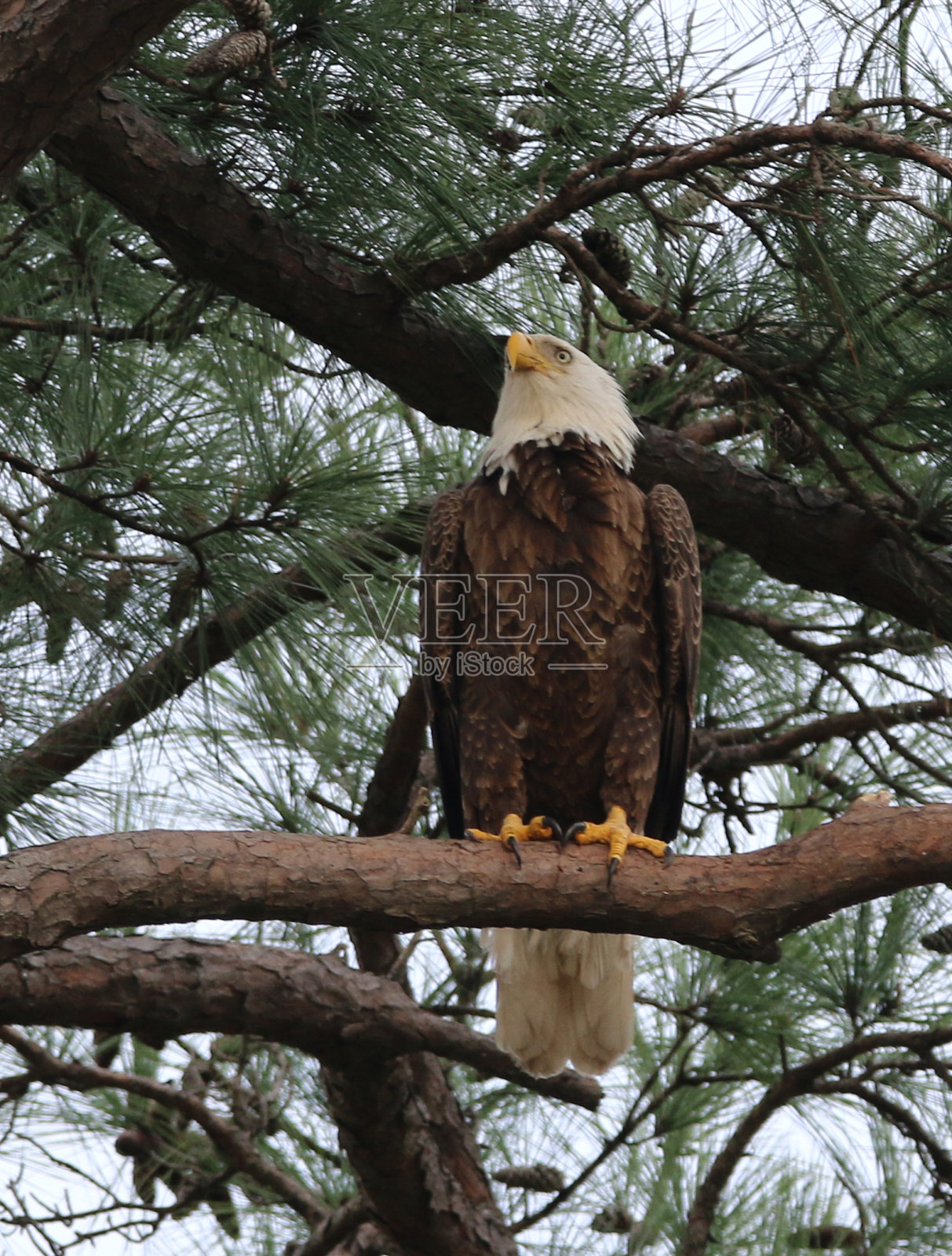 秃鹰照片摄影图片