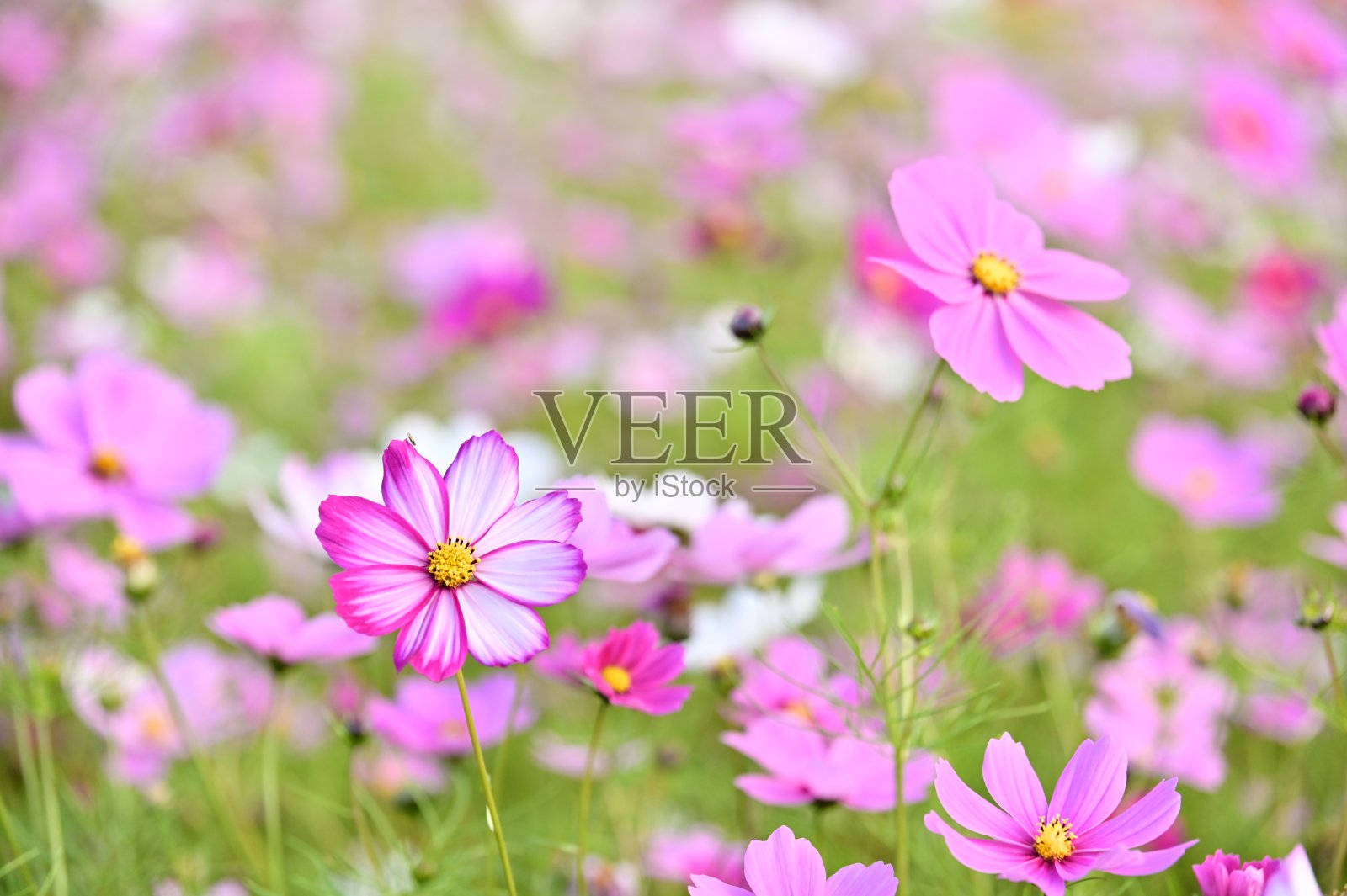 宇宙bipinnatus照片摄影图片