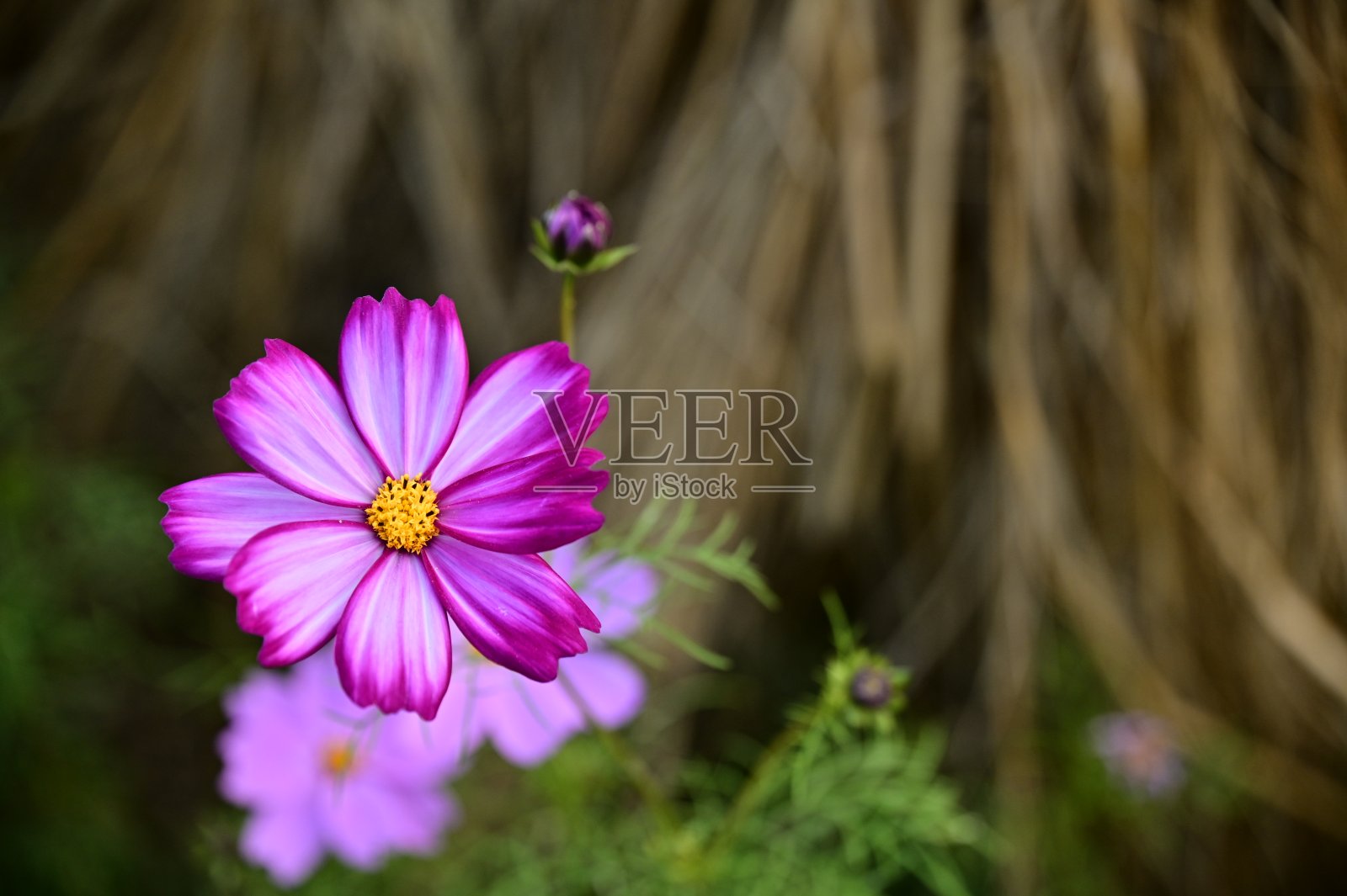 宇宙bipinnatus照片摄影图片