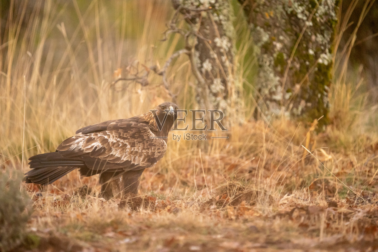“金秋雄鹰”照片摄影图片