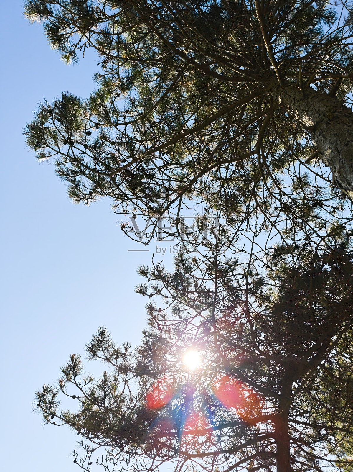 透过松枝的阳光。照片摄影图片