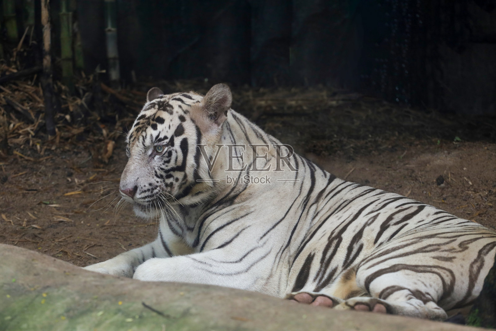 近景是白虎坐在地上休息照片摄影图片