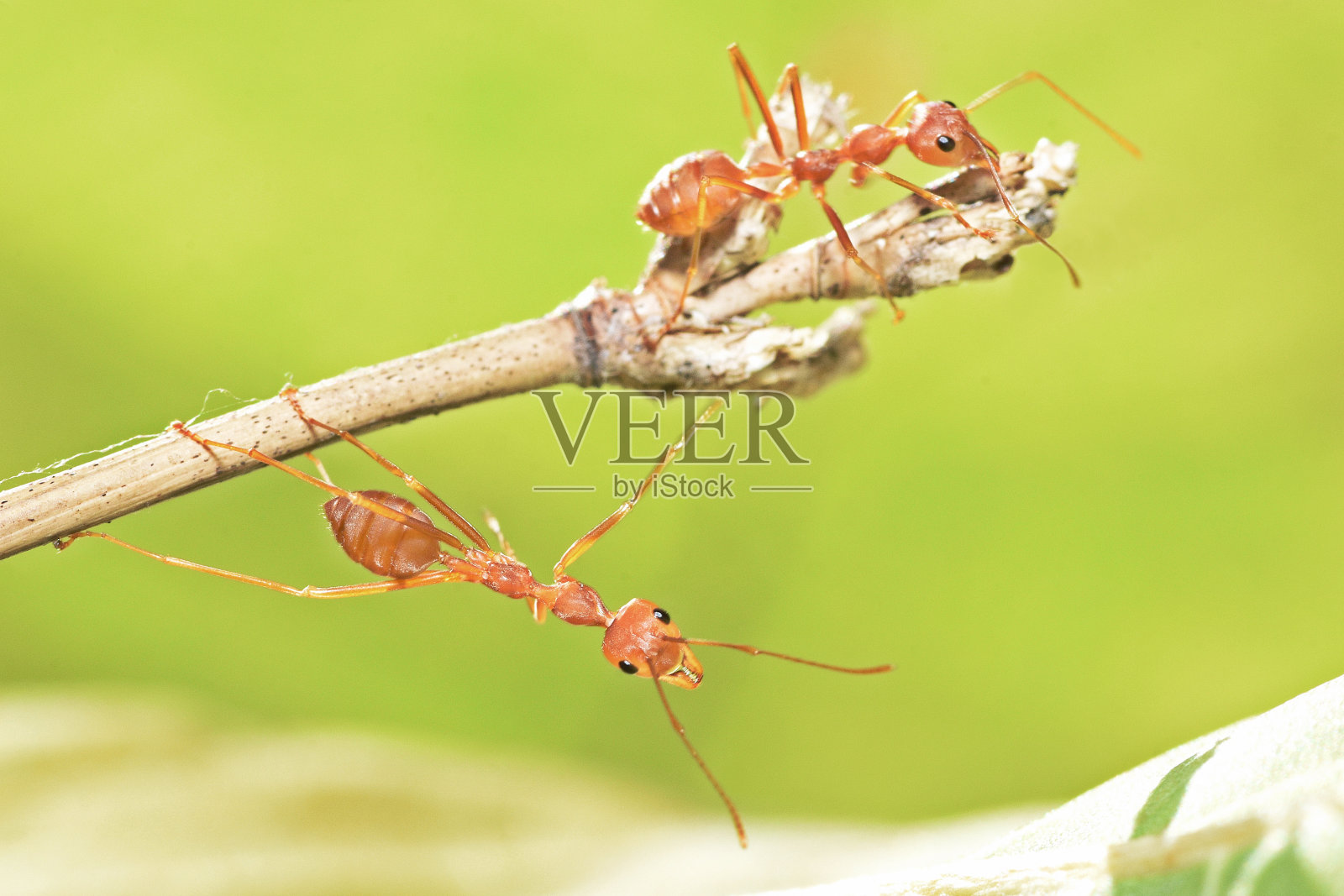 蚂蚁爬竹竿——动物行为。照片摄影图片