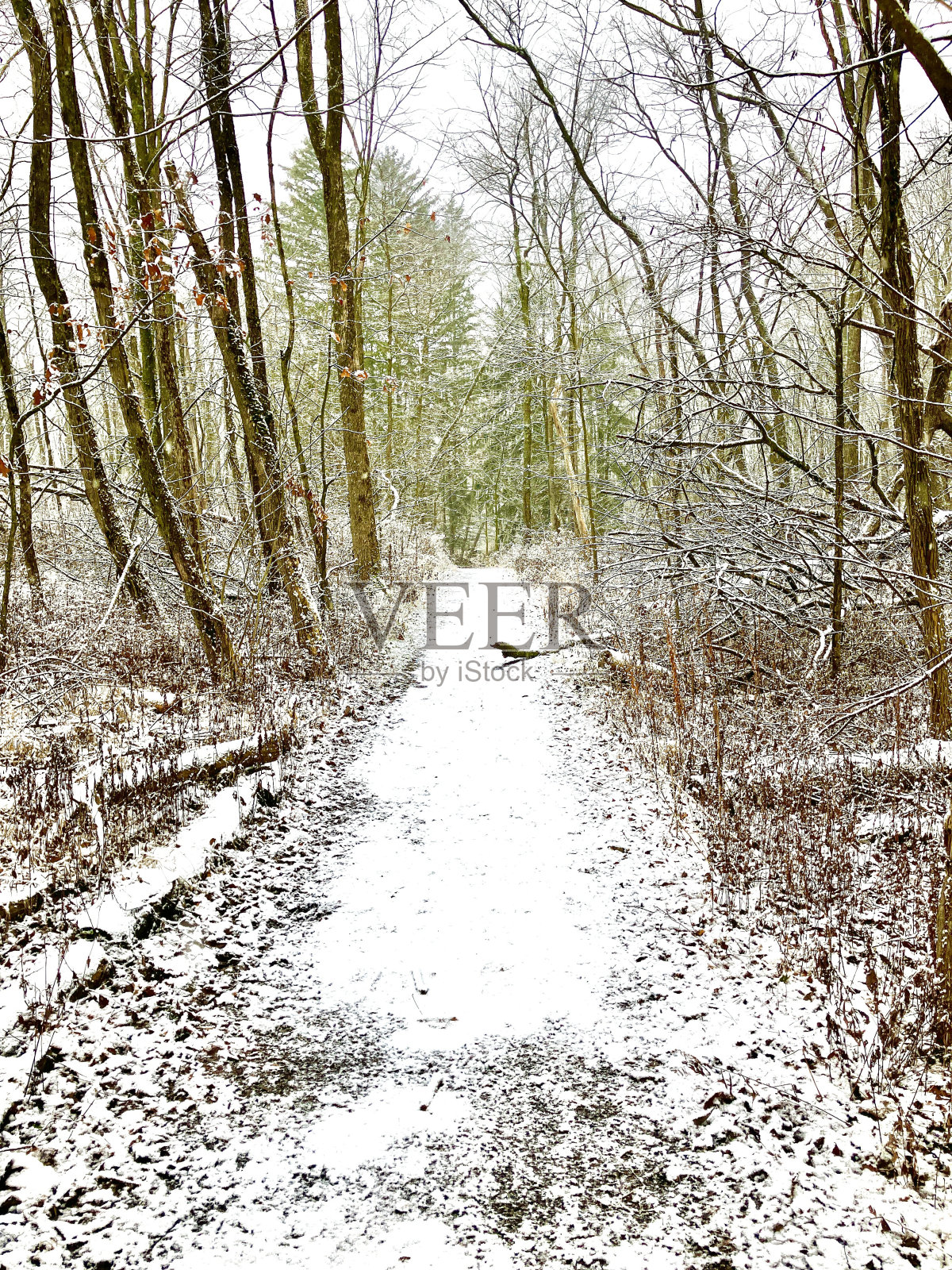 徒步小径上新鲜的雪花飘落照片摄影图片