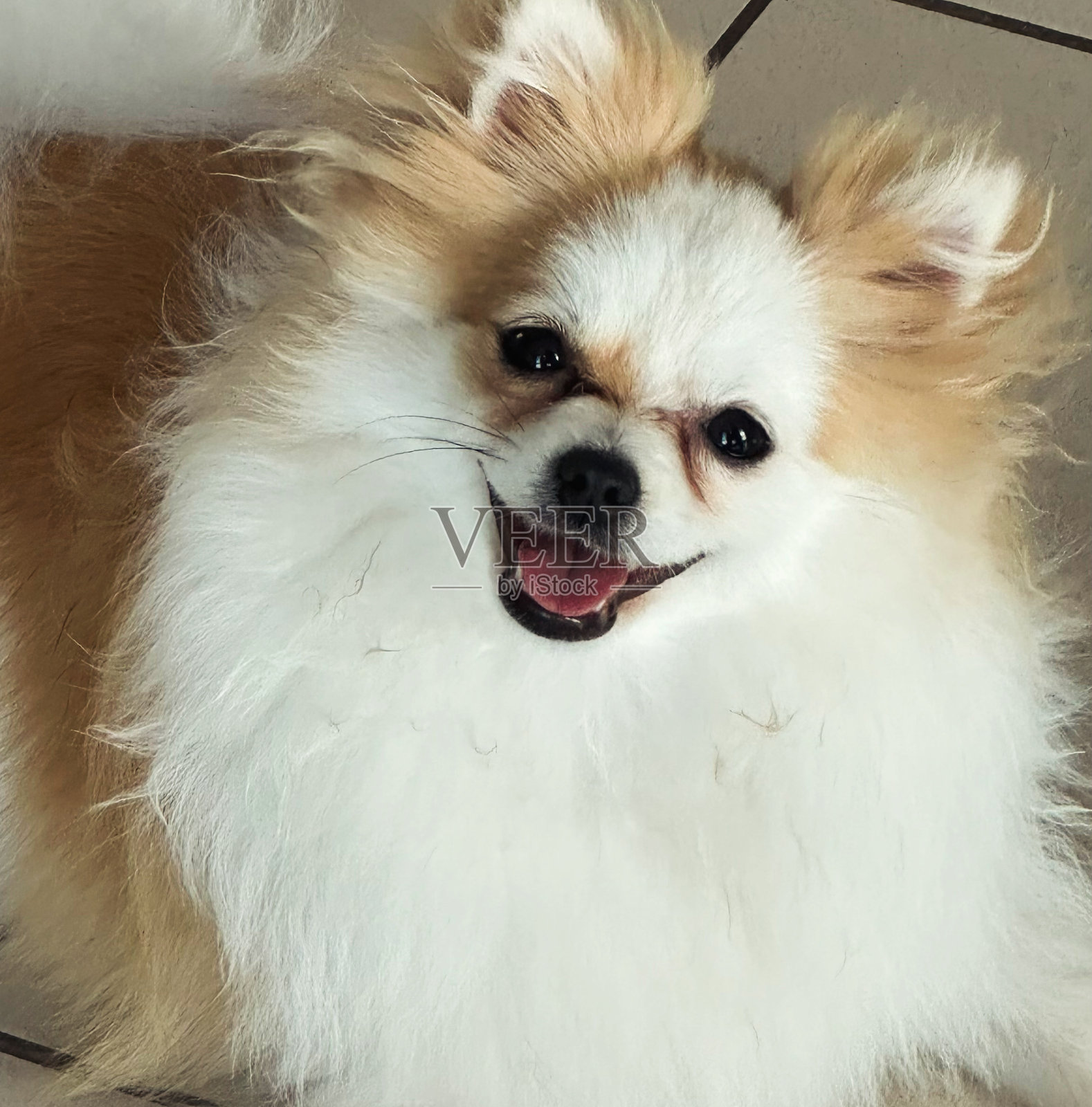 露露照片摄影图片