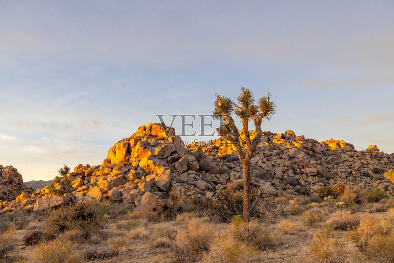 日落宁静:约书亚树的沙漠景观沐浴在宁静的晚霞照片摄影图片