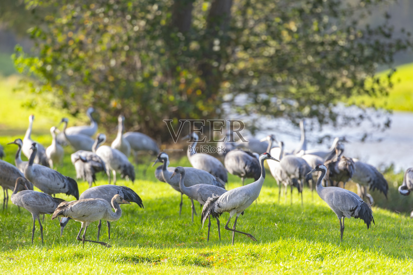 秋季迁徙期间,鹤鸟在田野里休息和觅食照片摄影图片