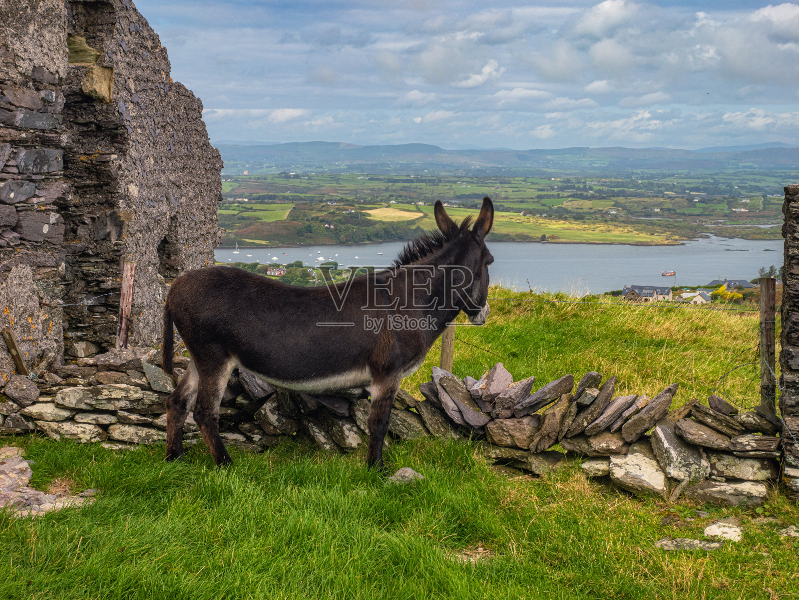 爱尔兰巴尔的摩的驴子和老塔照片摄影图片