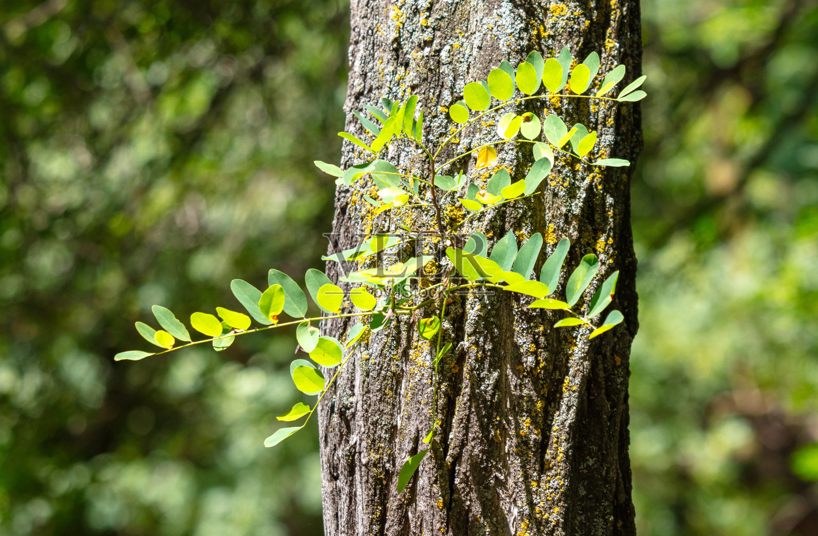 夏天树枝上的绿叶照片摄影图片