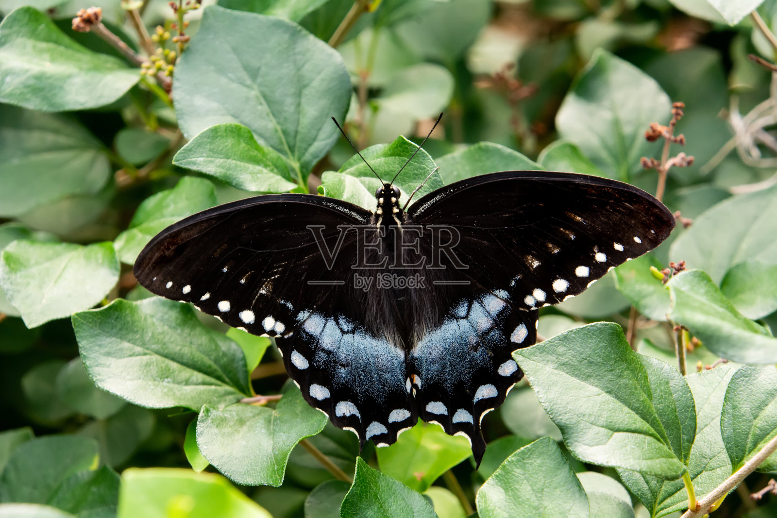 香蒲燕尾蝶照片摄影图片