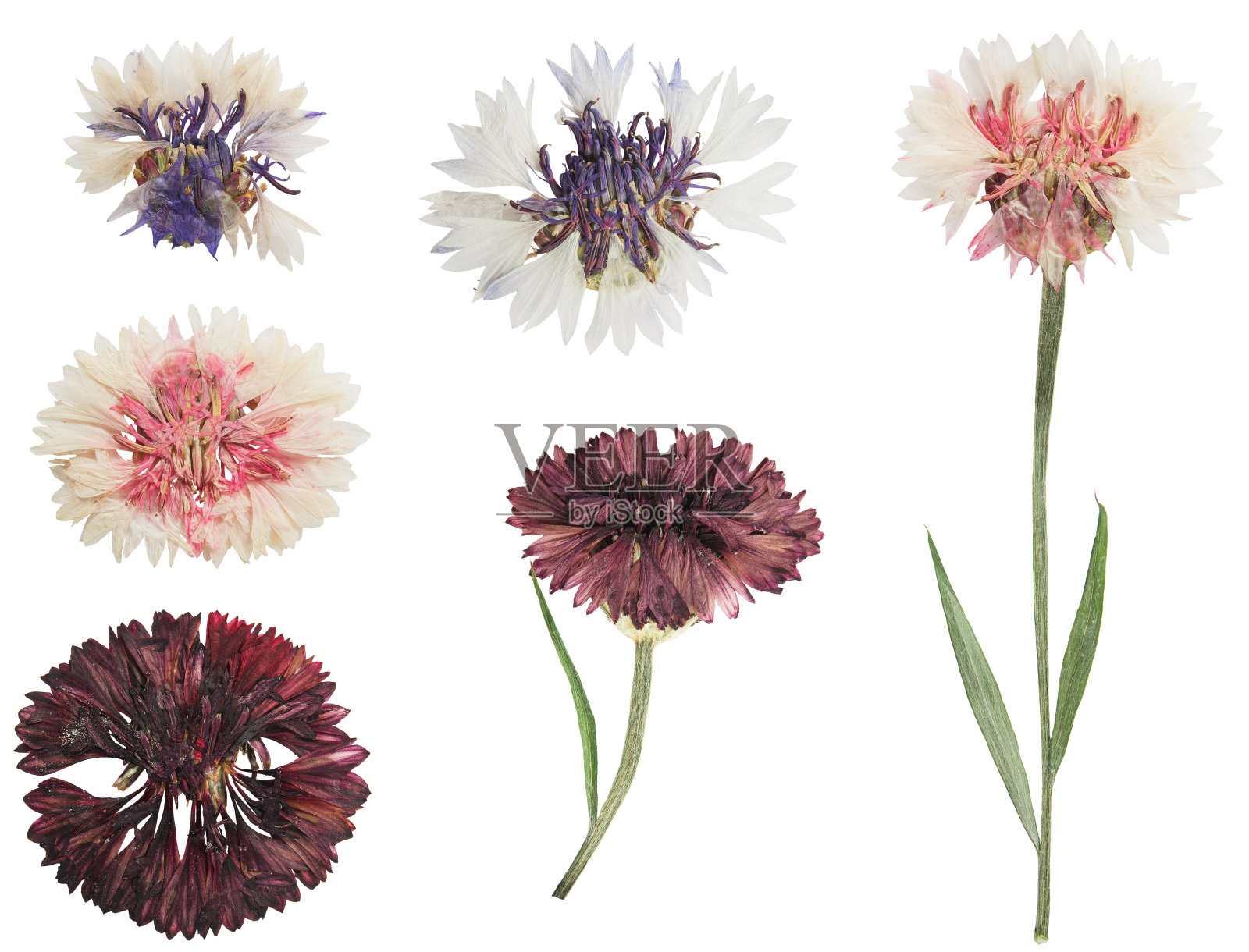 碾压和干燥的矢车菊。孤立在白色背景上。用于剪贴簿、花艺或植物标本室照片摄影图片