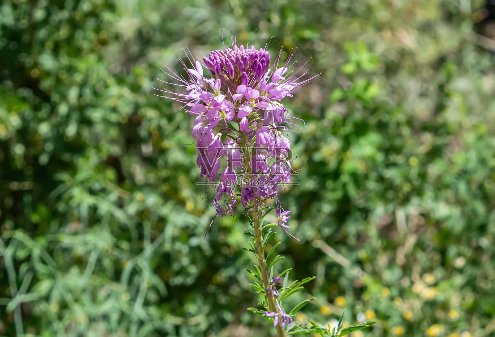 落基山甜菜照片摄影图片