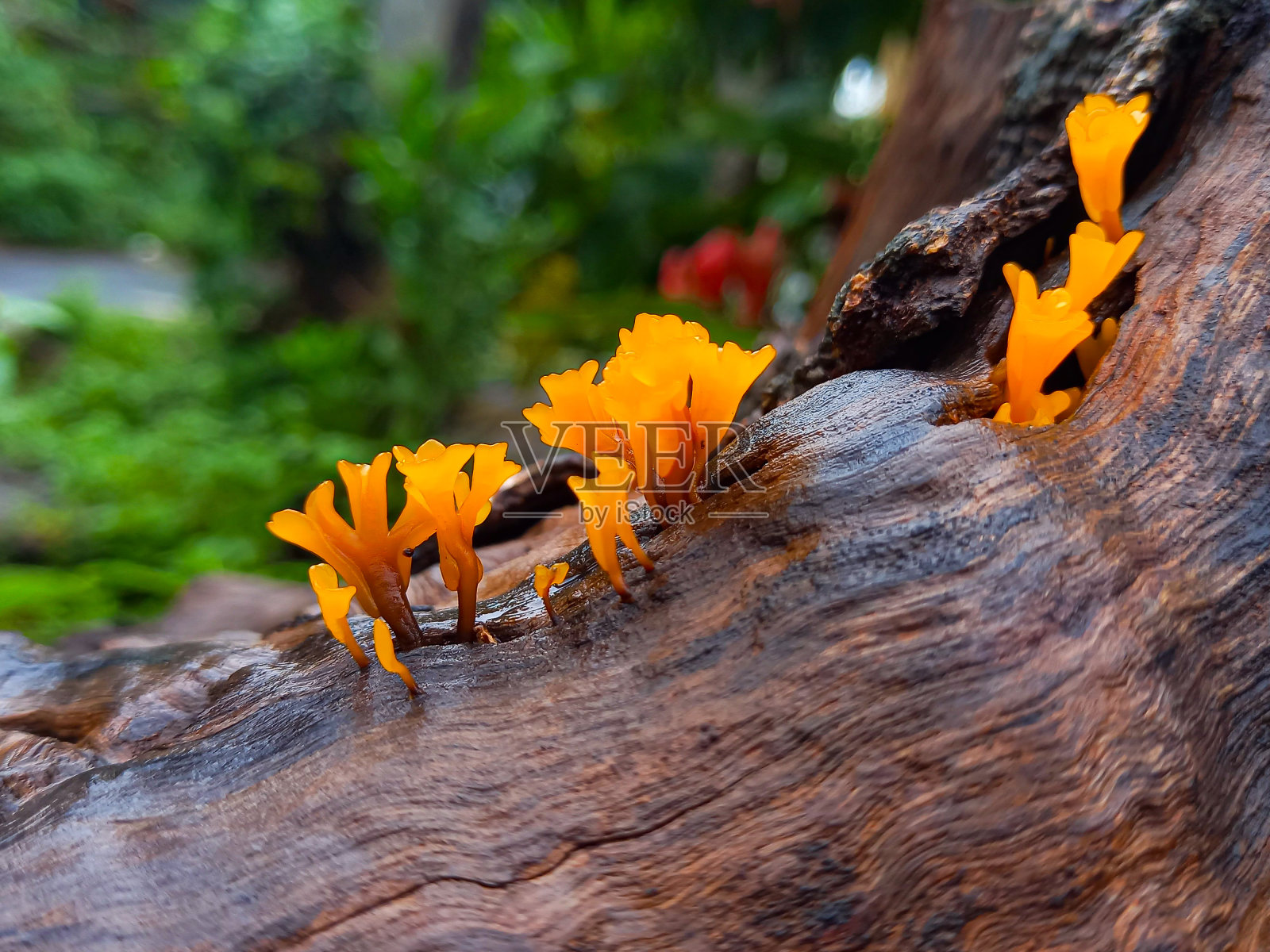 Dacryopinax spathularia照片摄影图片