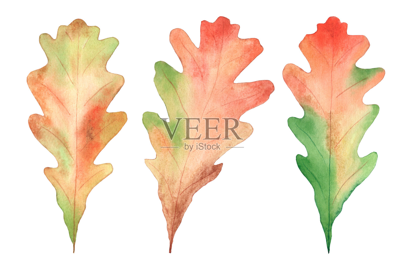 水彩画多色橡树叶。白色背景上孤立的物体。插画图片素材